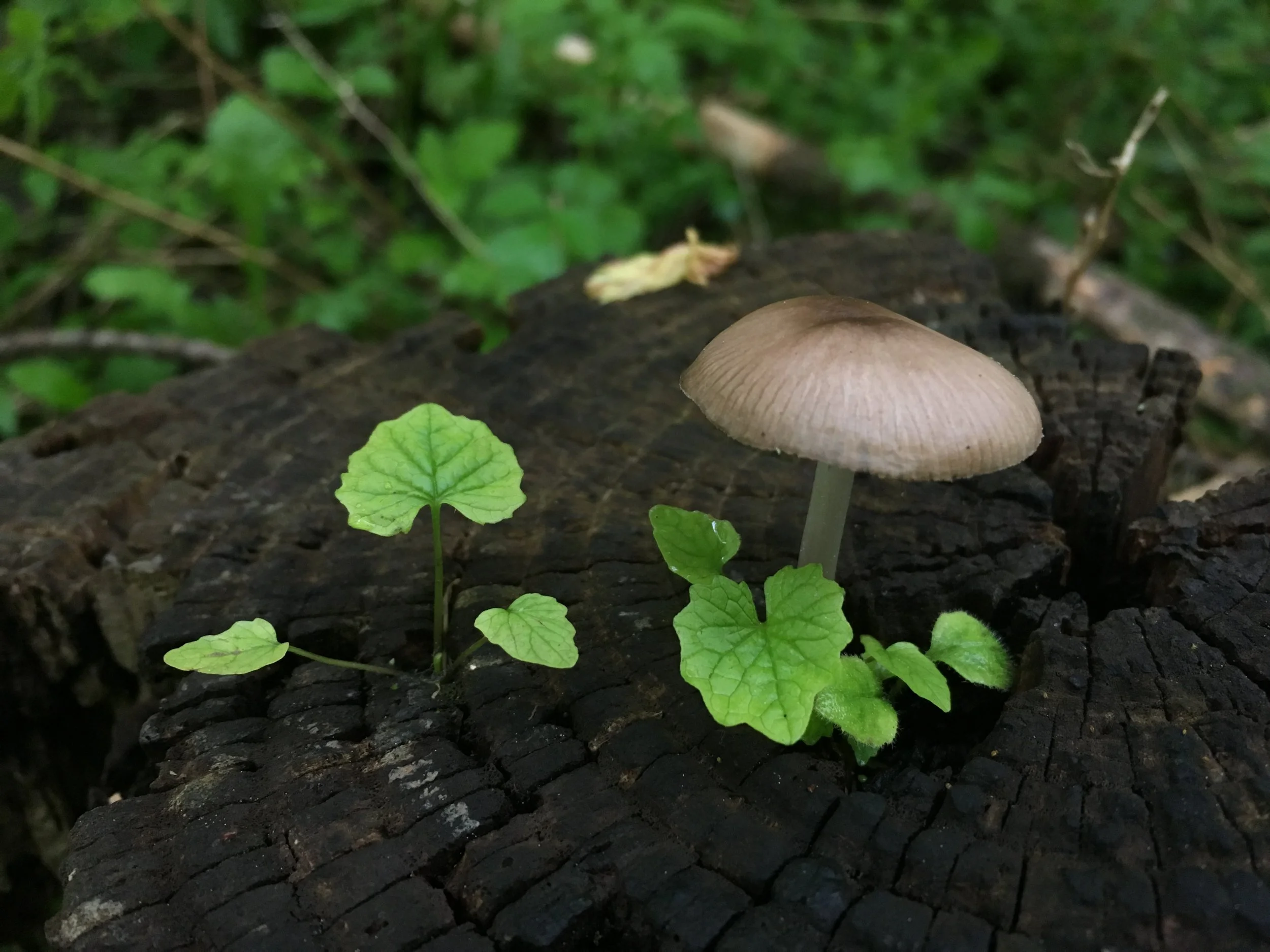 2019-06-01 19.54.10.jpg