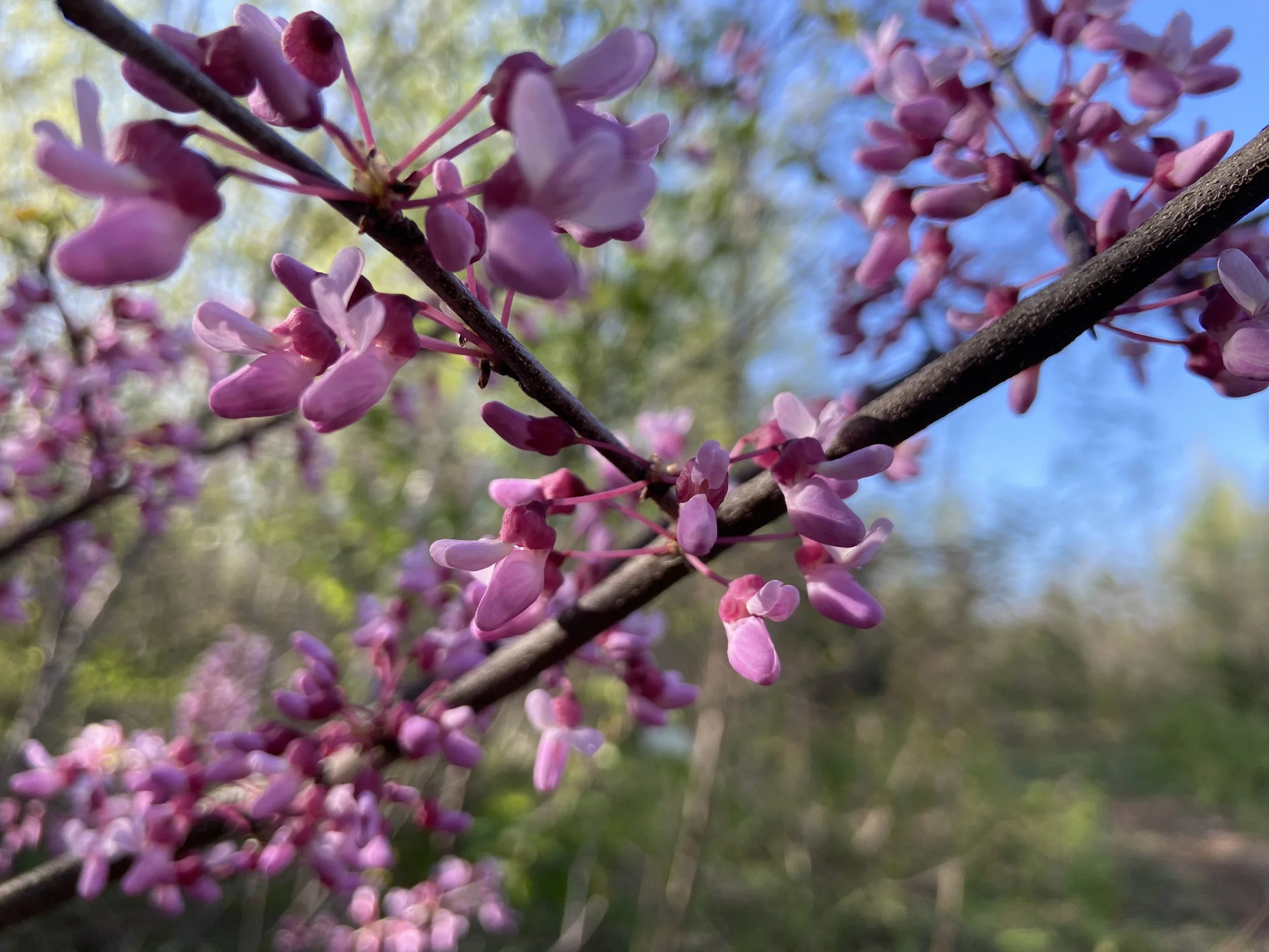 2024-05-06 18.09.17.jpg