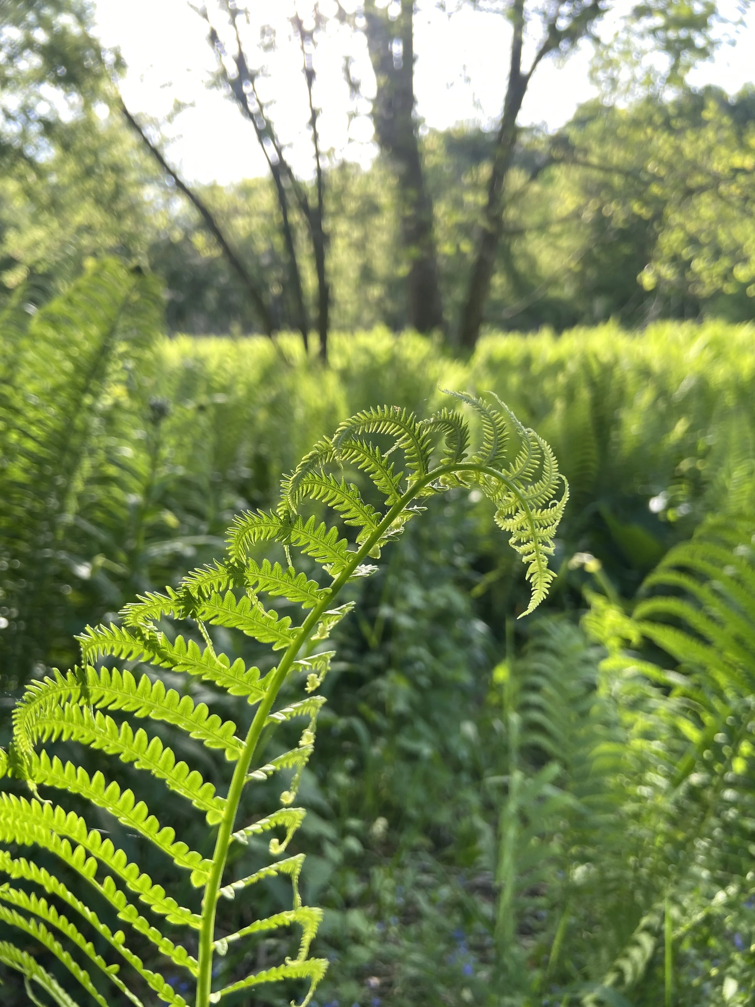 2024-05-24 18.38.55.jpg