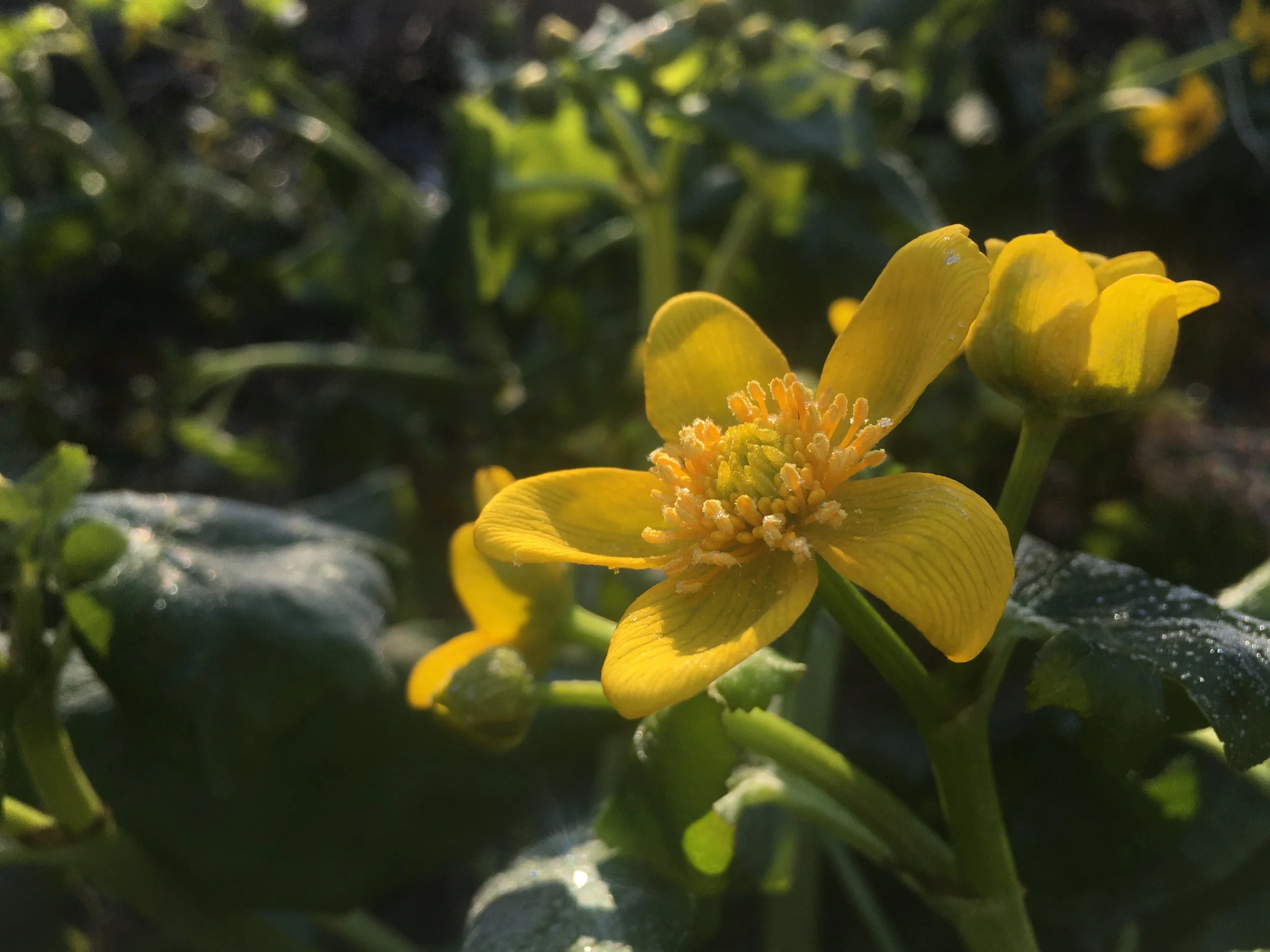 2020-05-13 07.43.25.jpg