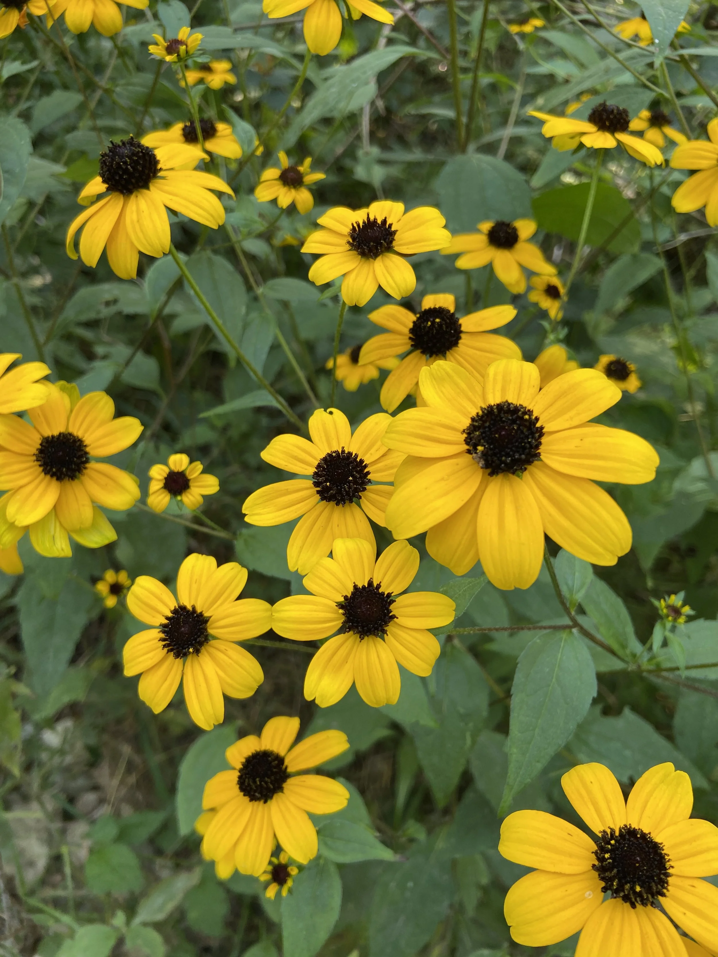 2024-09-04 17.11.36.jpg