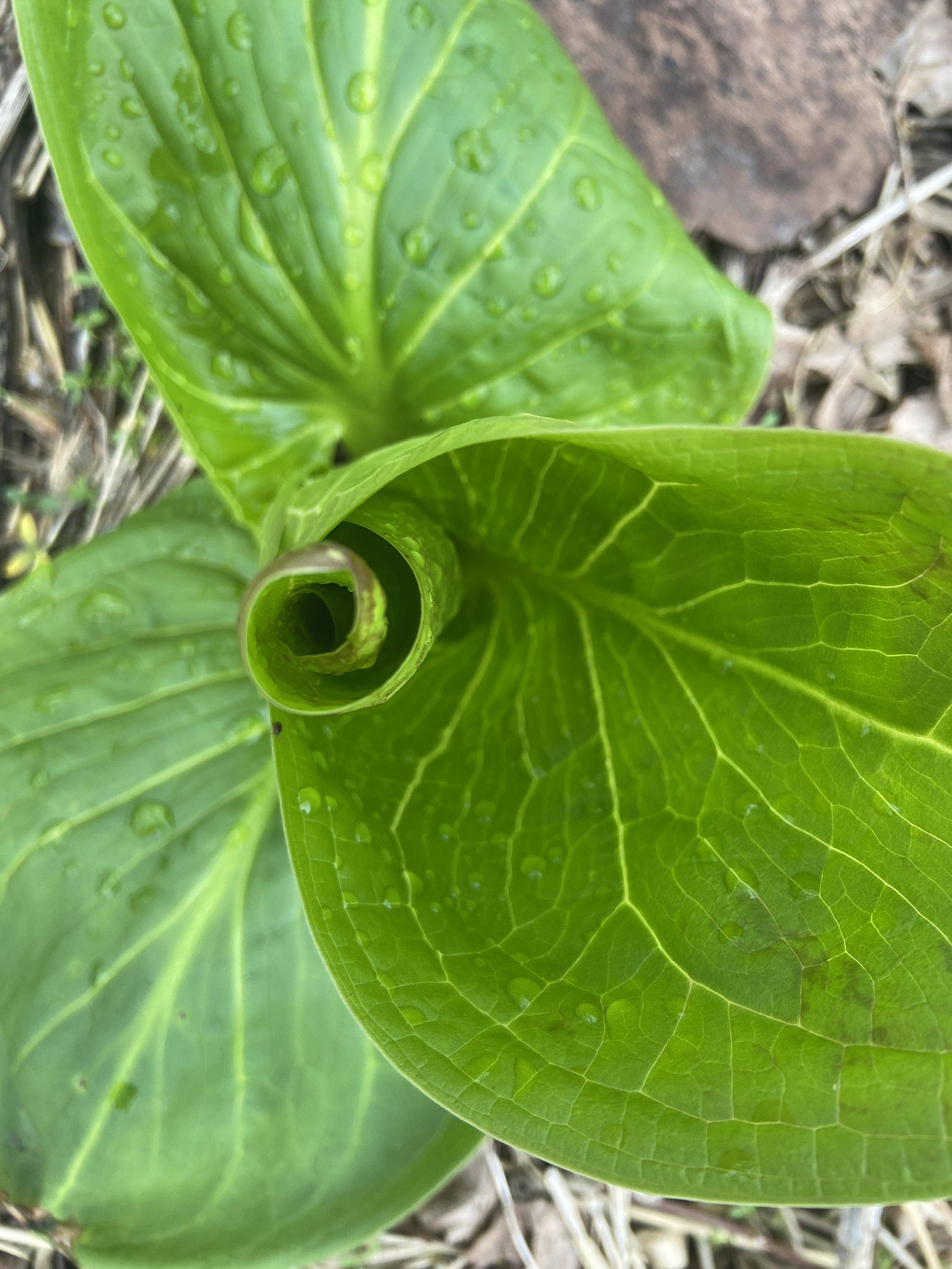 2024-04-28 17.38.44.jpg