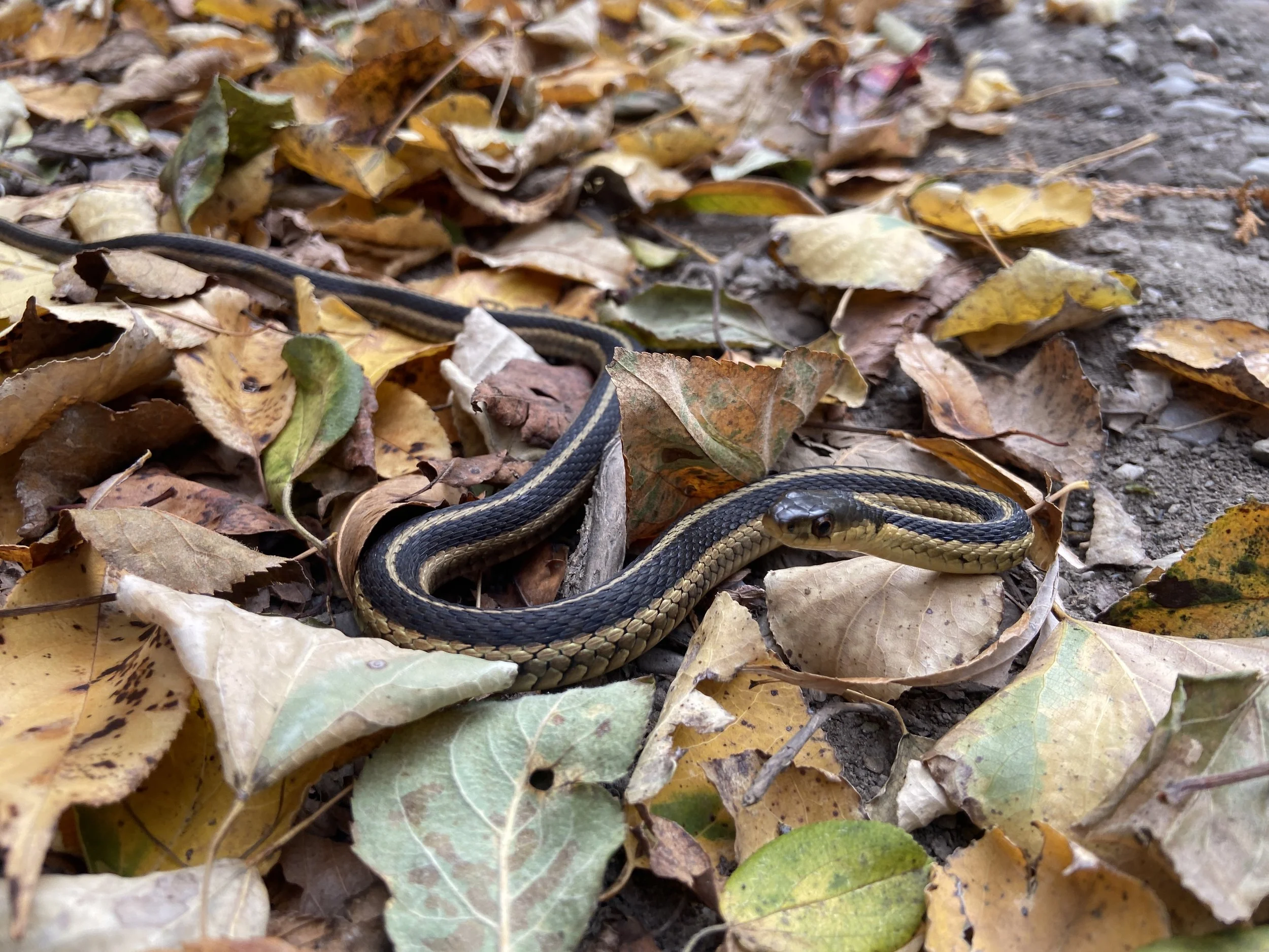 2024-10-27 11.31.44.jpg