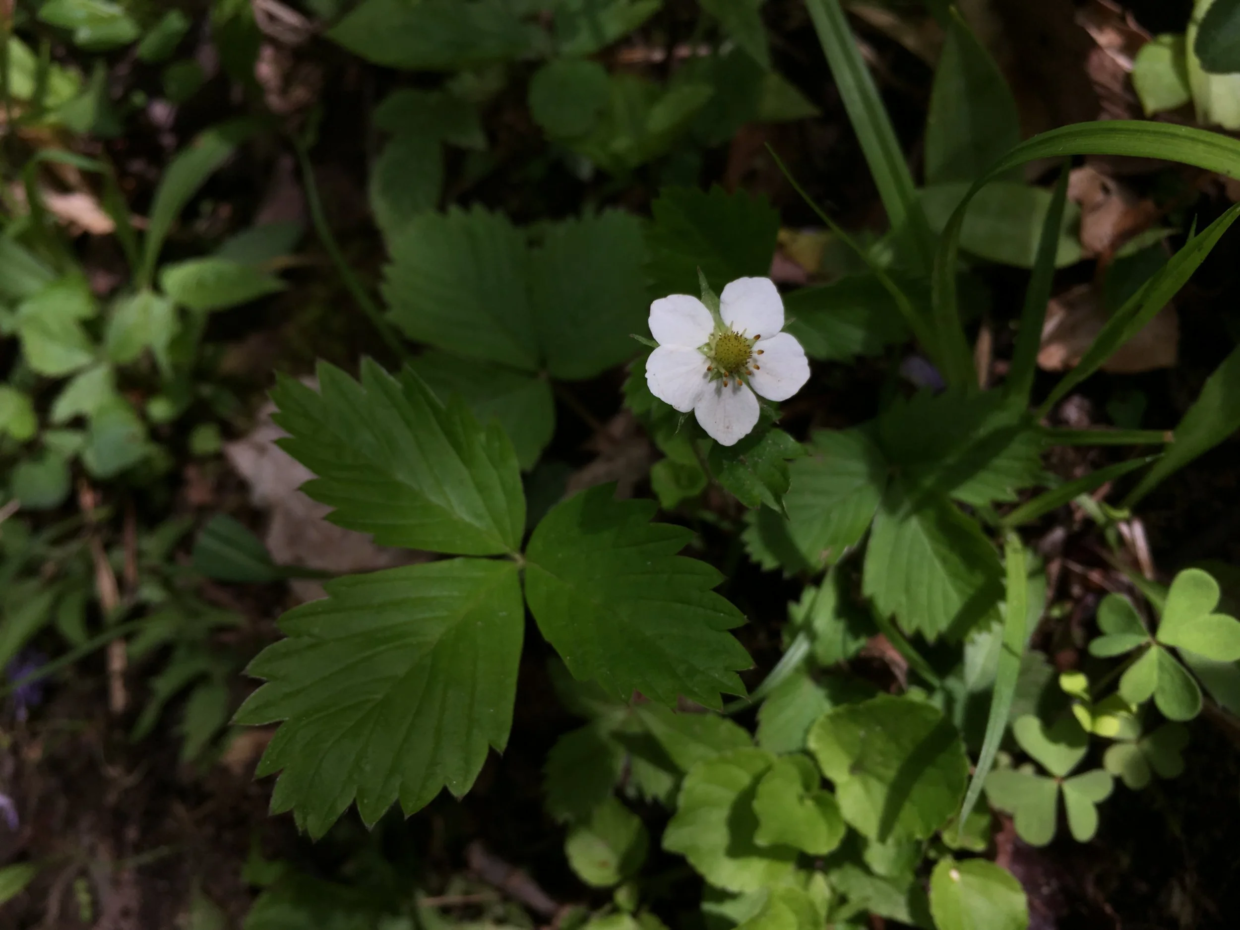 2019-05-26 11.52.57.jpg