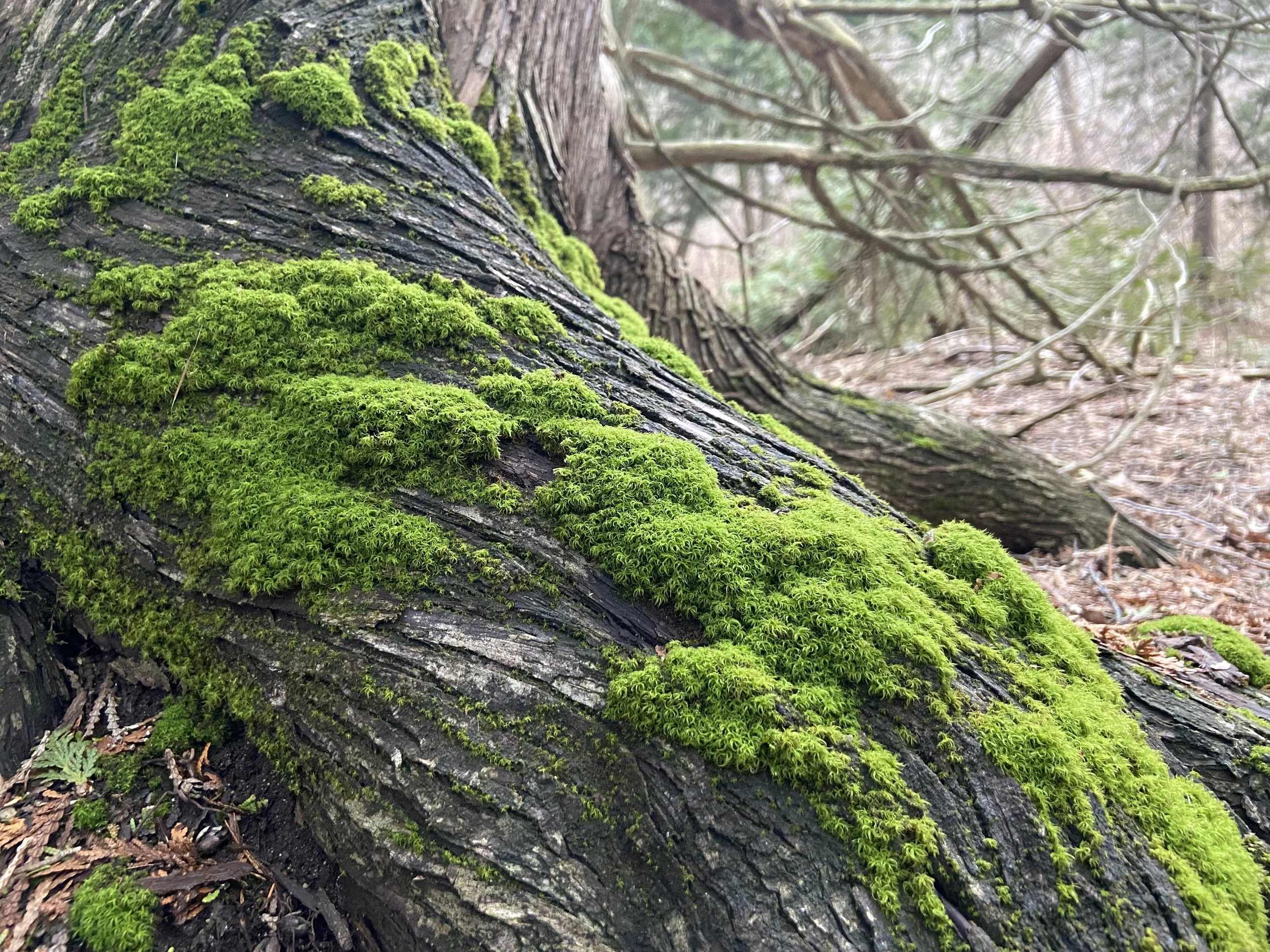 2024-04-03 18.26.27.jpg