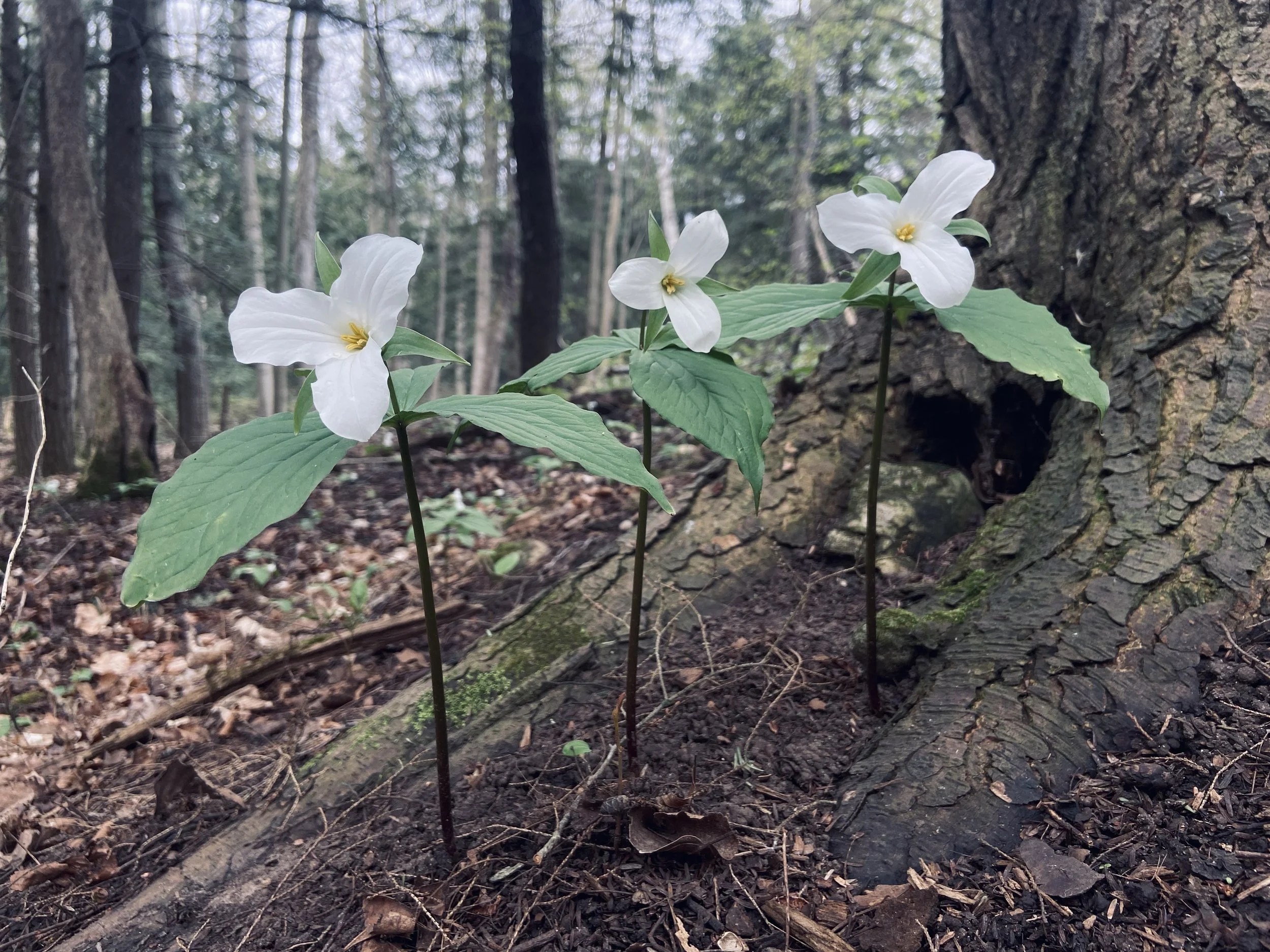 2024-04-28 17.11.14.jpg