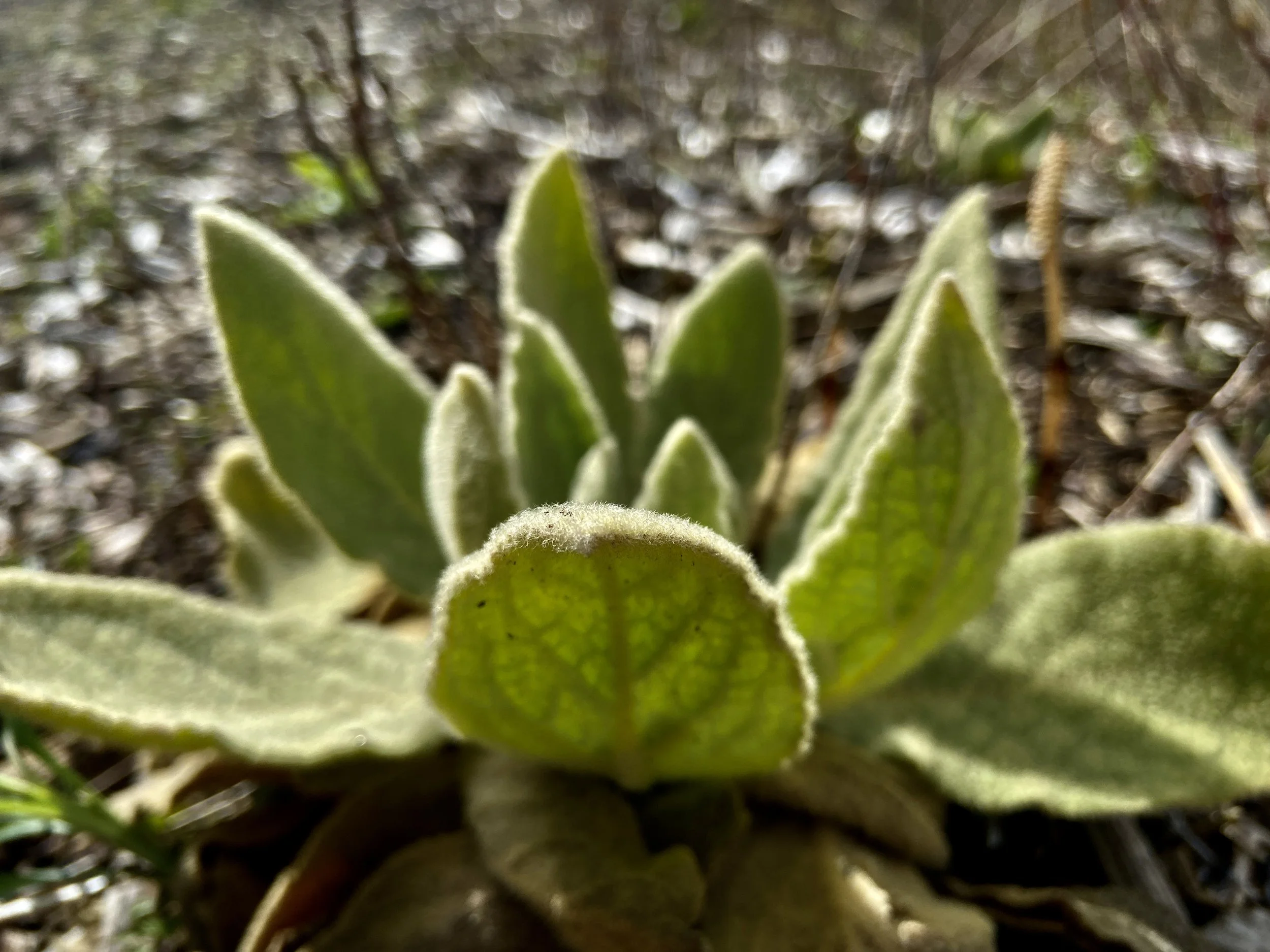 2024-04-21 16.28.44-1.jpg