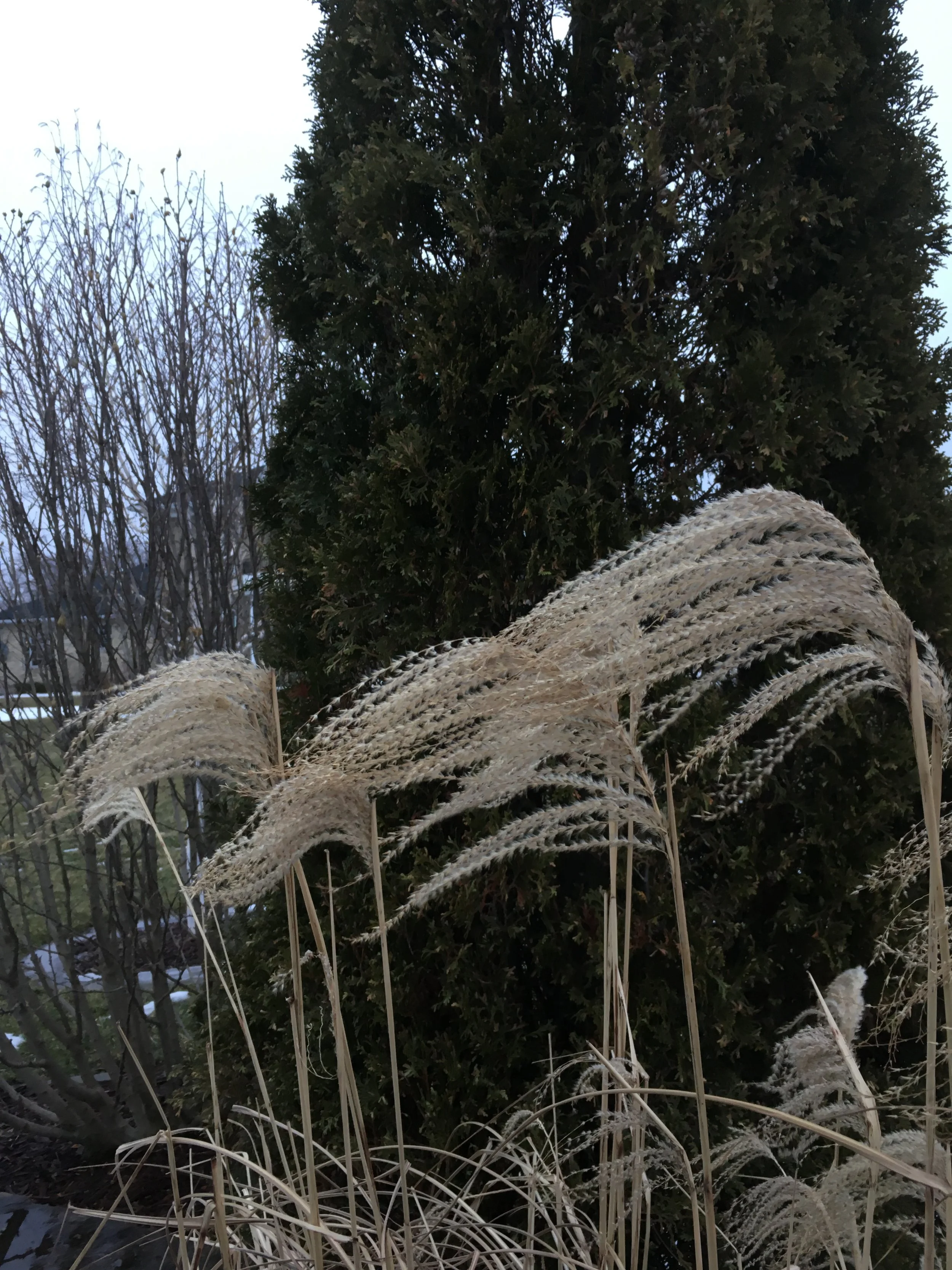 2019-02-03 17.17.22.jpg