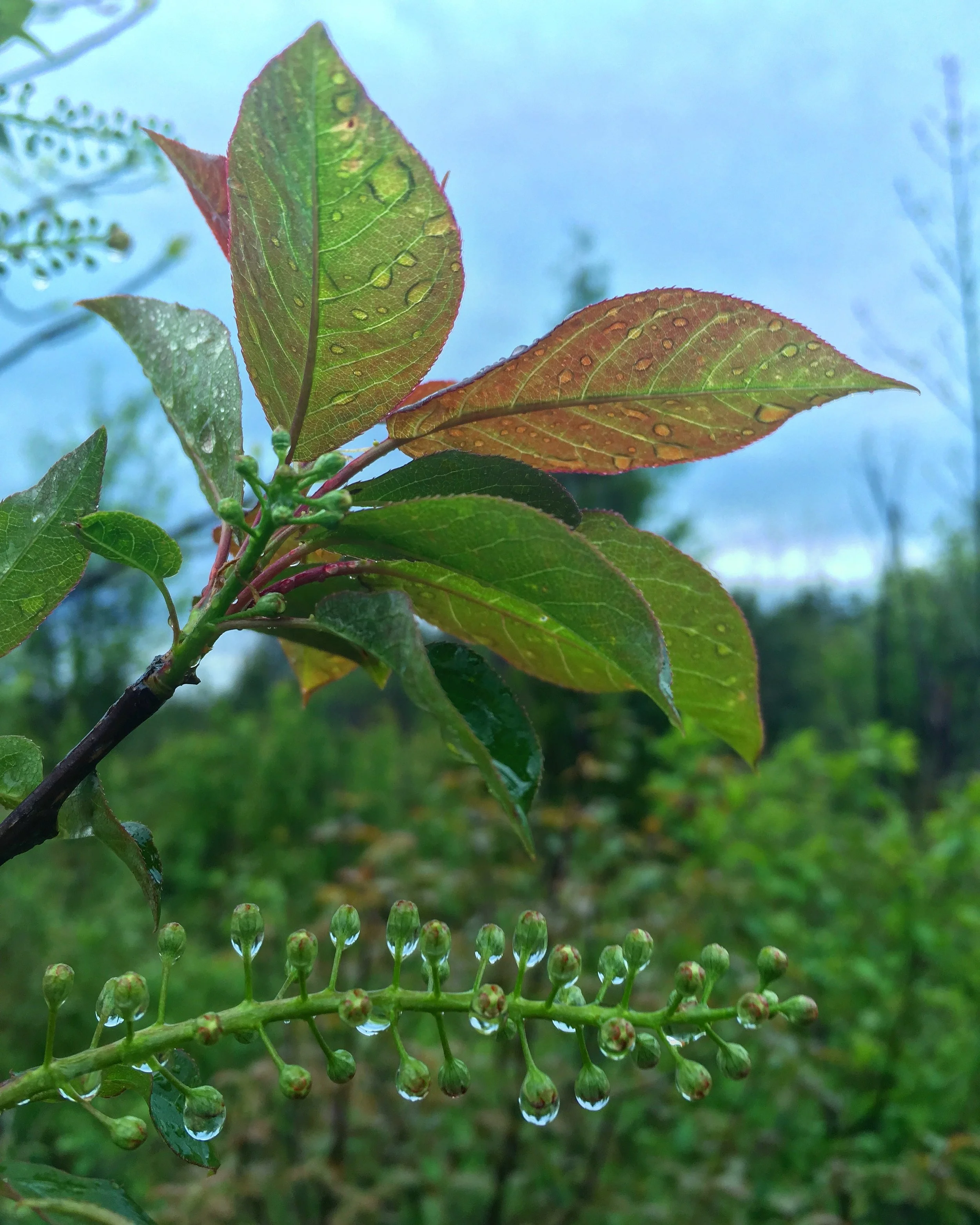 2019-05-25 10.06.55.jpg