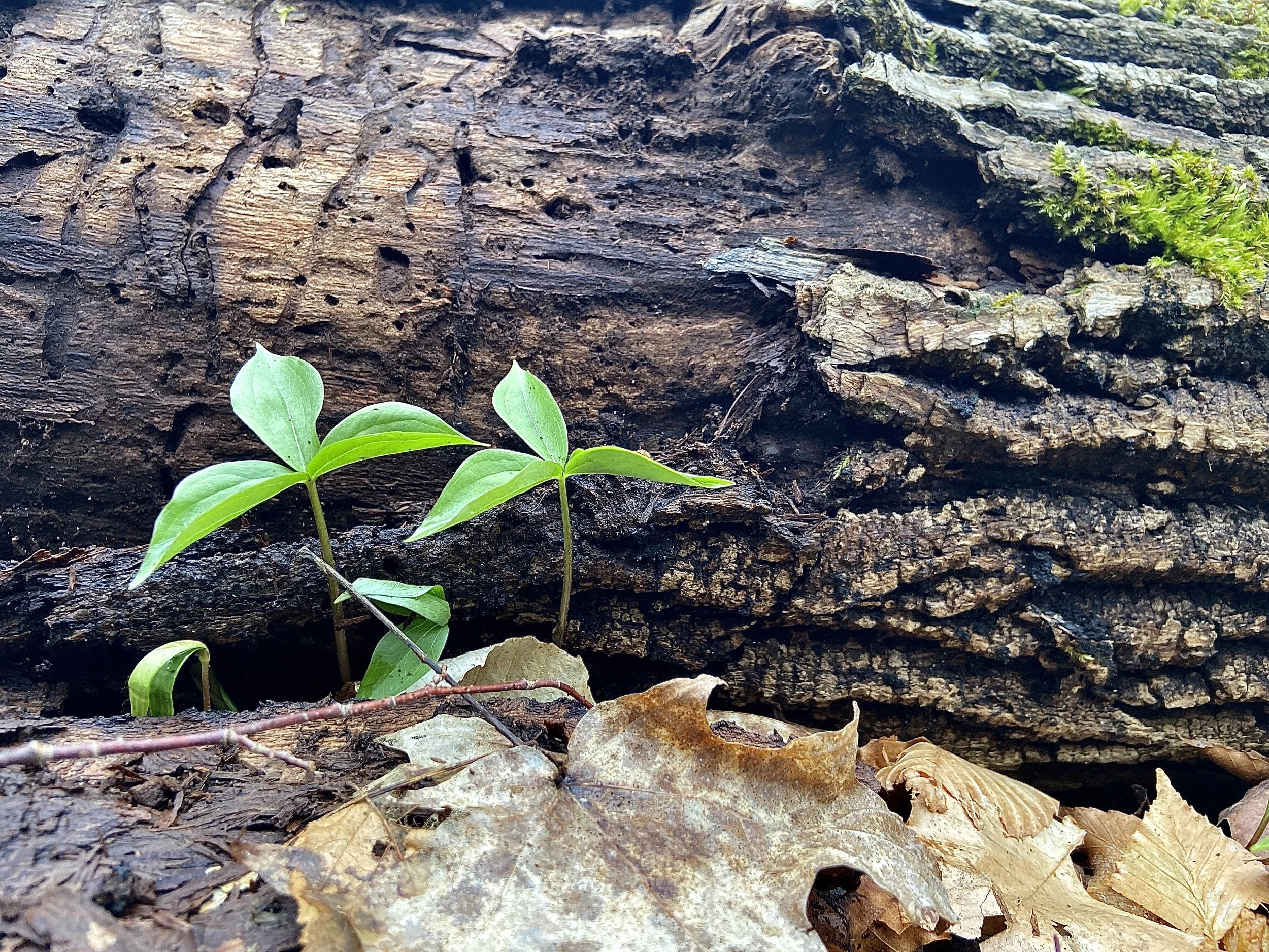 2024-04-17 17.27.35.jpg