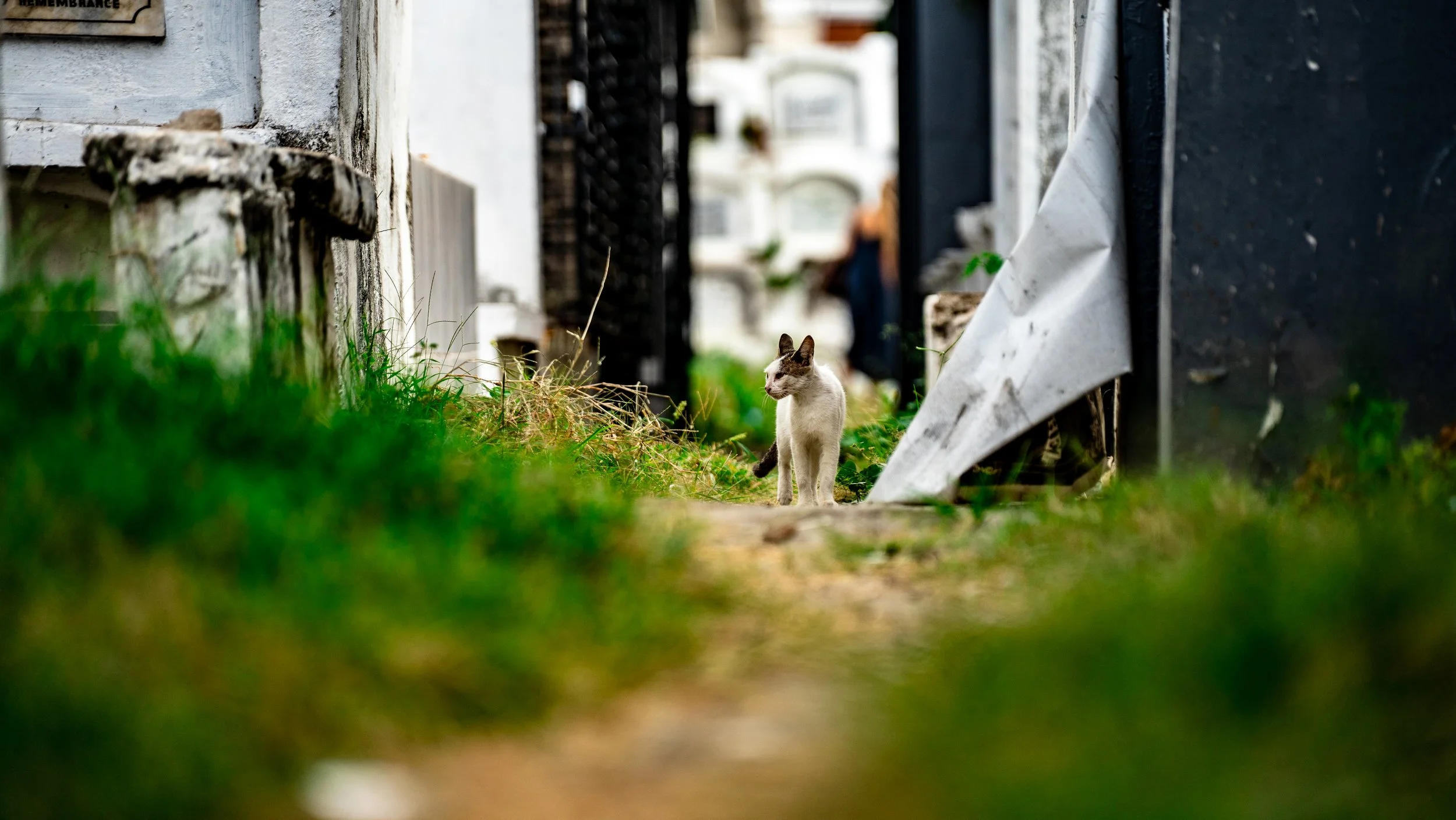 A white and black cat walking on a narrow dirt pathway in a cemetery with green grass on either side, tombstones and graves in the background, and a white cloth draped over some stone on the right.