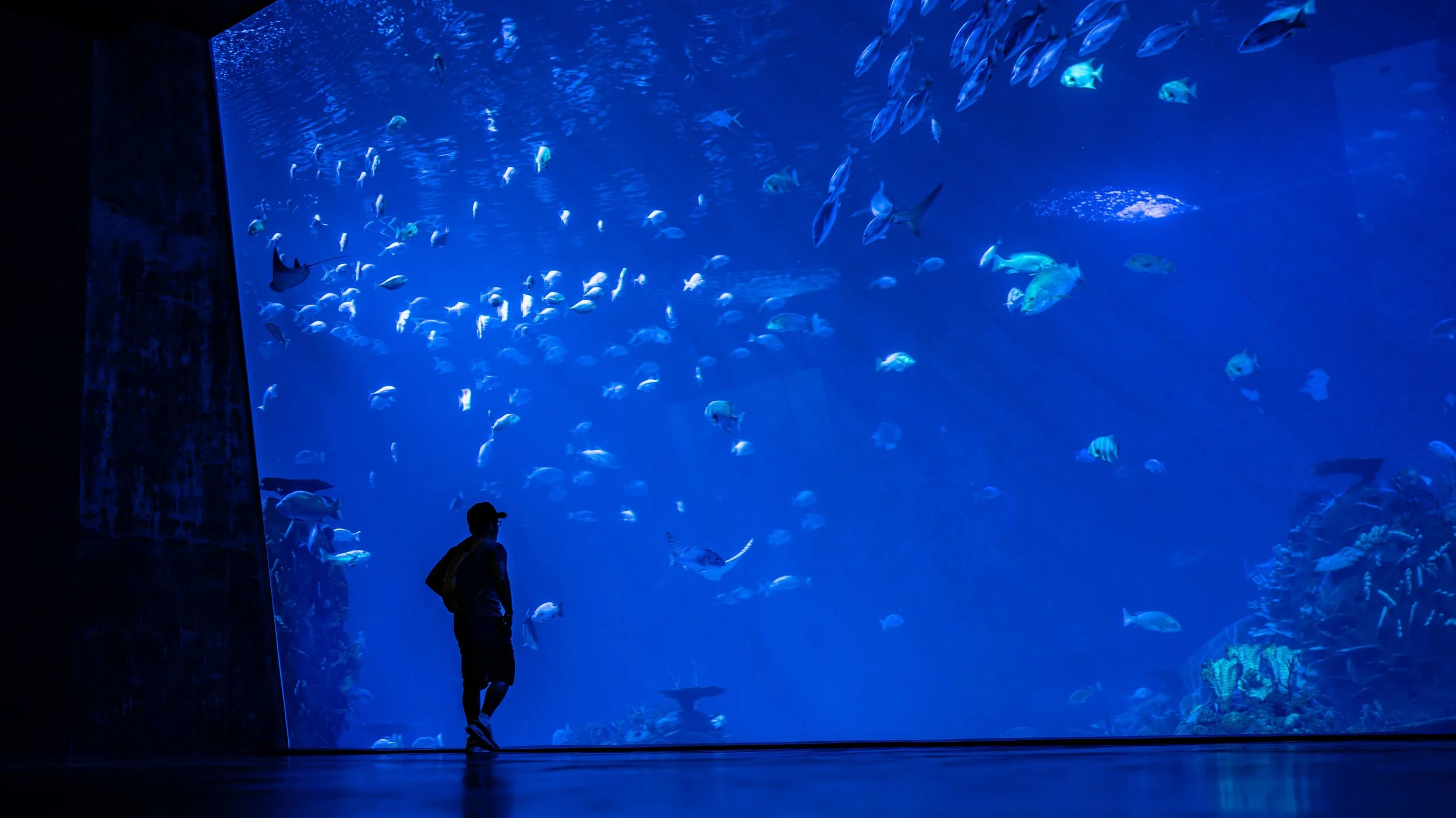 A person standing inside in front of a large aquarium tank filled with various fishes swimming in blue water.