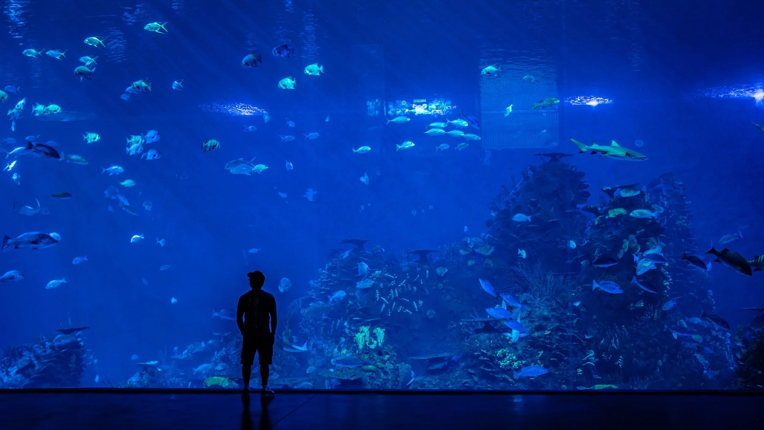 Silhouette of a person looking at a large aquarium filled with various fish and coral.