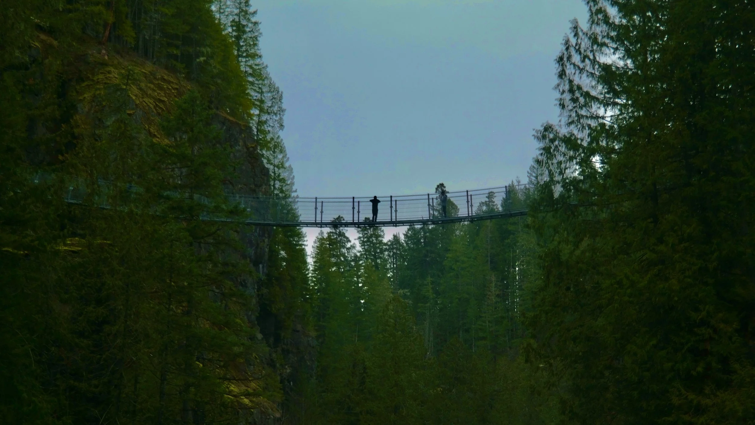 A suspension bridge with a person standing on it, spanning a deep forested canyon surrounded by tall green pine trees.