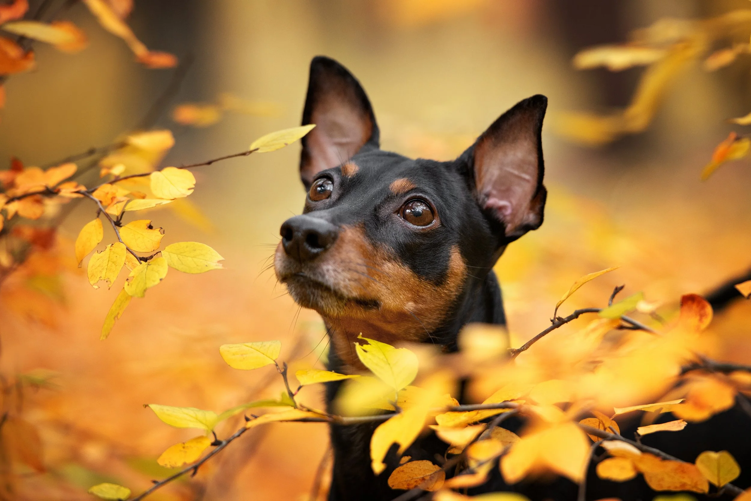 A black and tan dog with large ears among yellow autumn leaves.