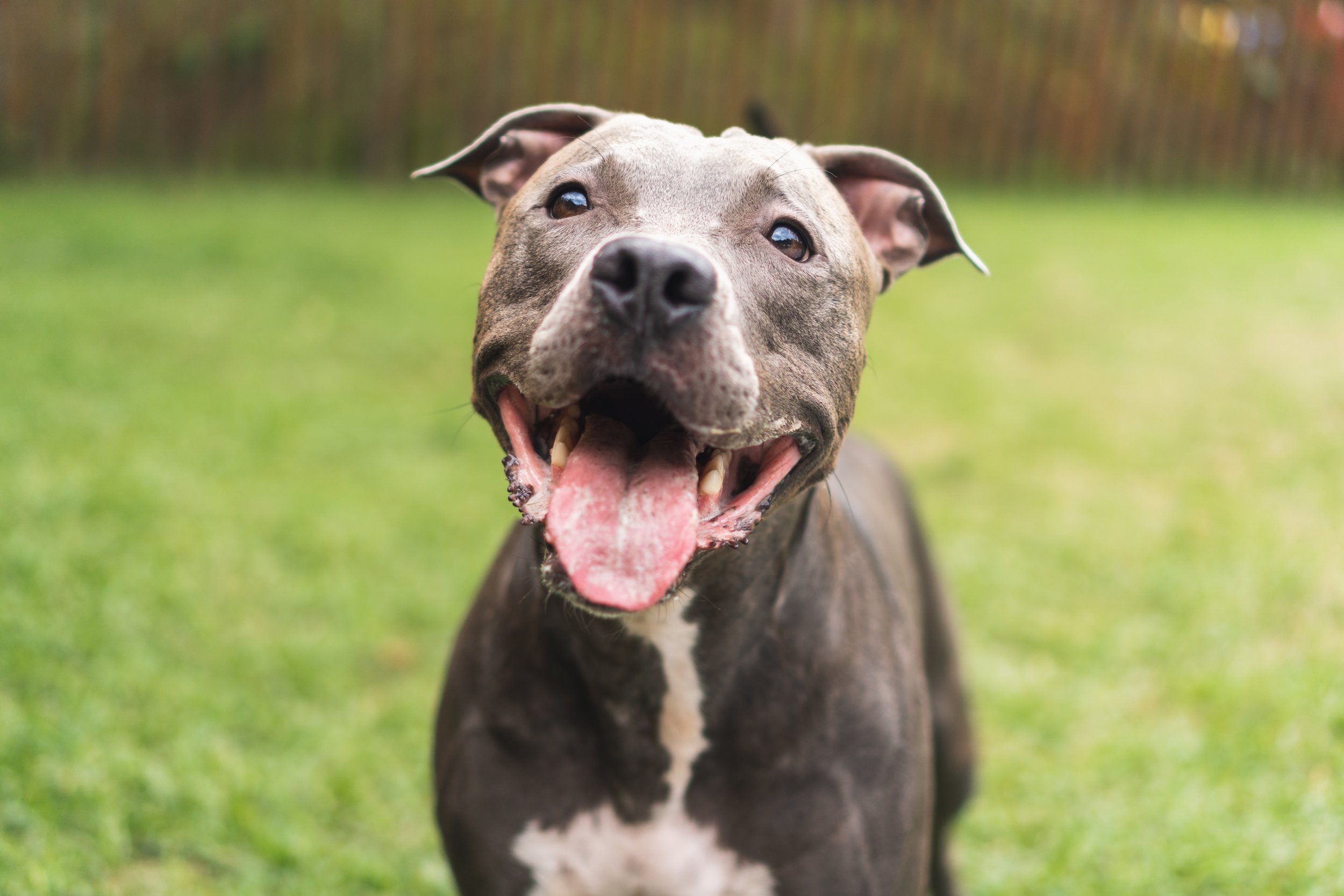 A happy gray and white dog with its tongue out, standing on a grassy lawn with a blurred wooden fence in the background.
