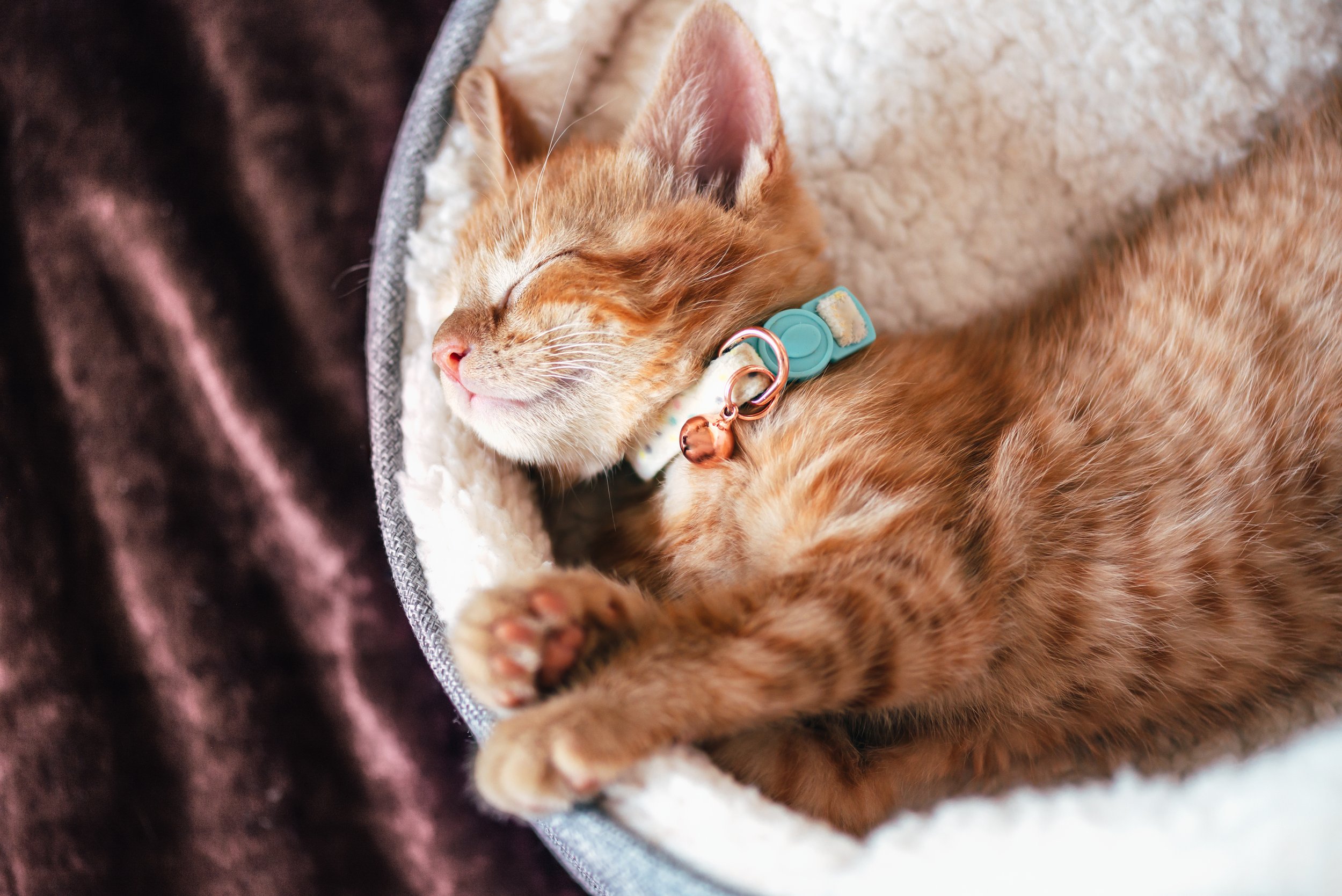 A sleeping orange tabby kitten with a blue collar and a small bell, lying on a soft blanket.