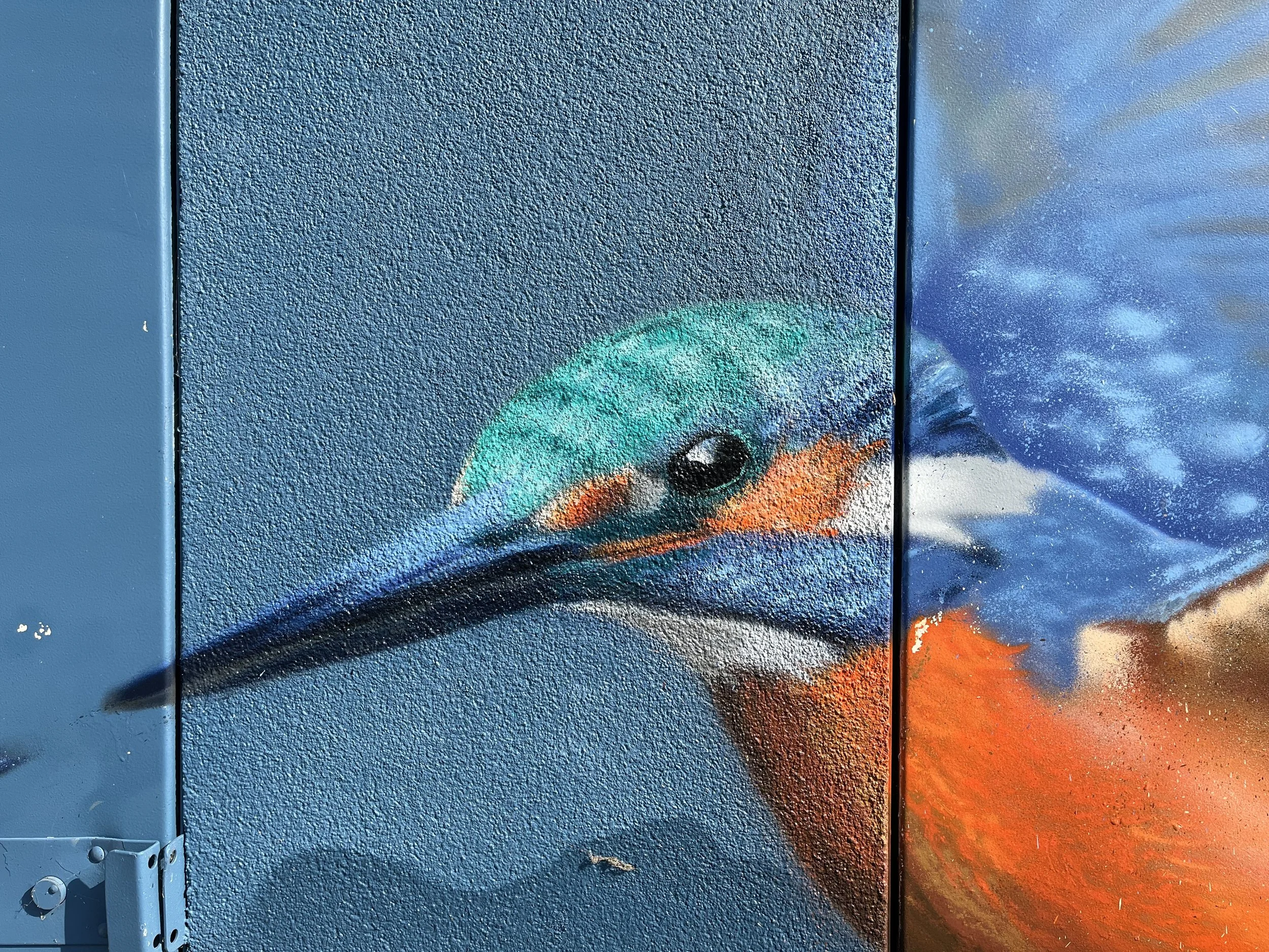 Gros plan sur la tête d'un martin-pêcheur peint, au plumage turquoise et orangé, avec son long bec sombre sur fond bleu.