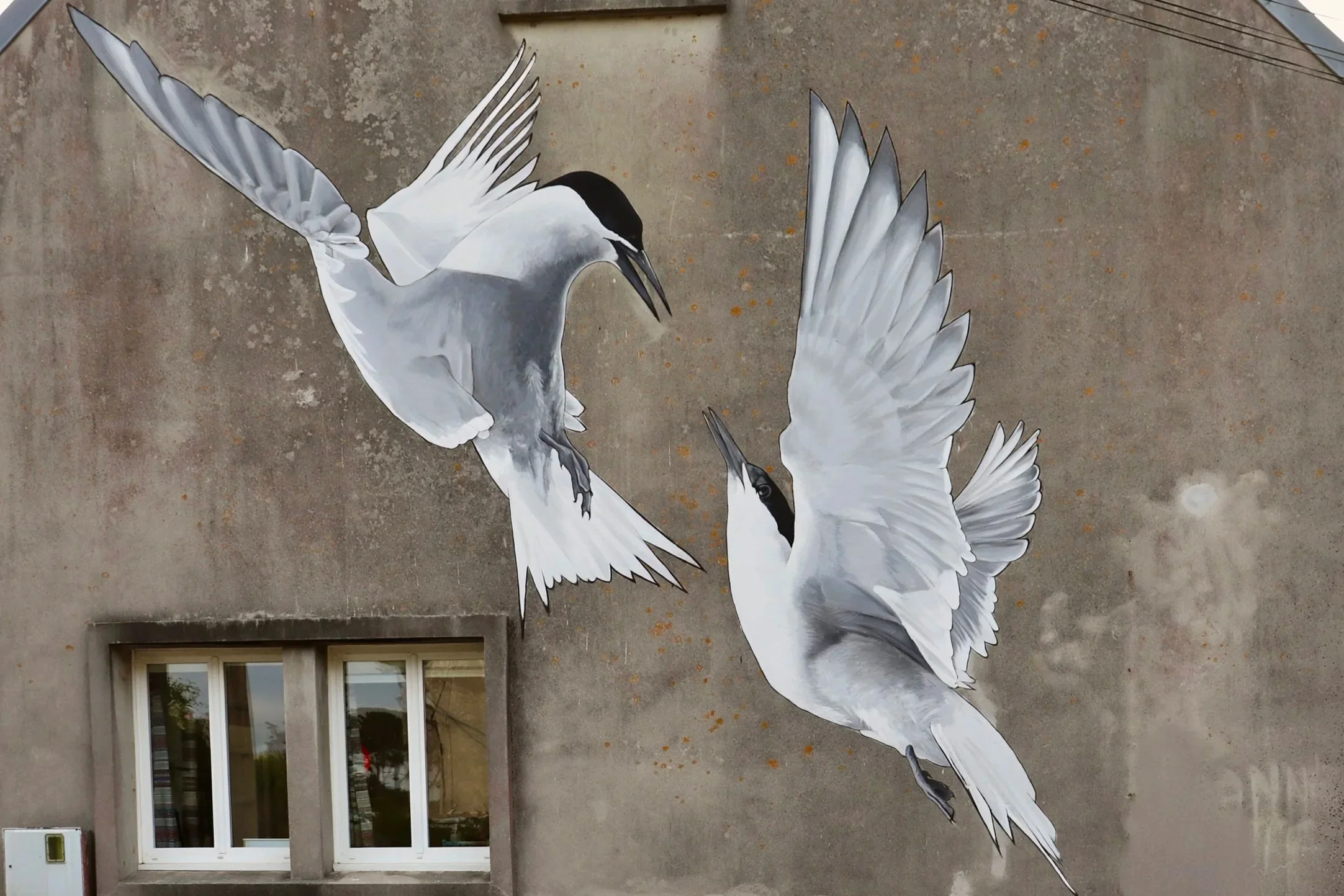 sternes arctiques (lampaul plouharzel) /29/