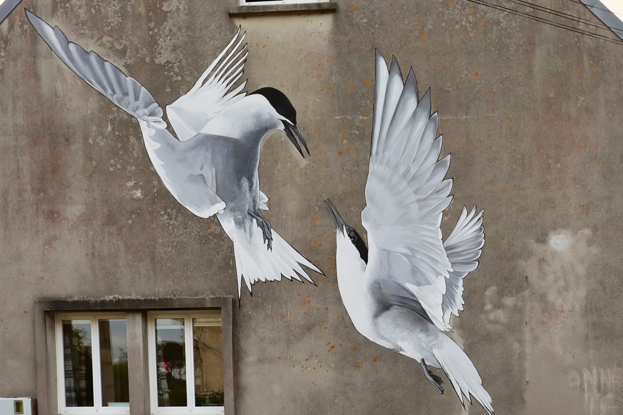 Deux sternes aux ailes déployées, peintes en blanc et gris sur le mur brut d'une maison à Lampaul-Plouarzel.
