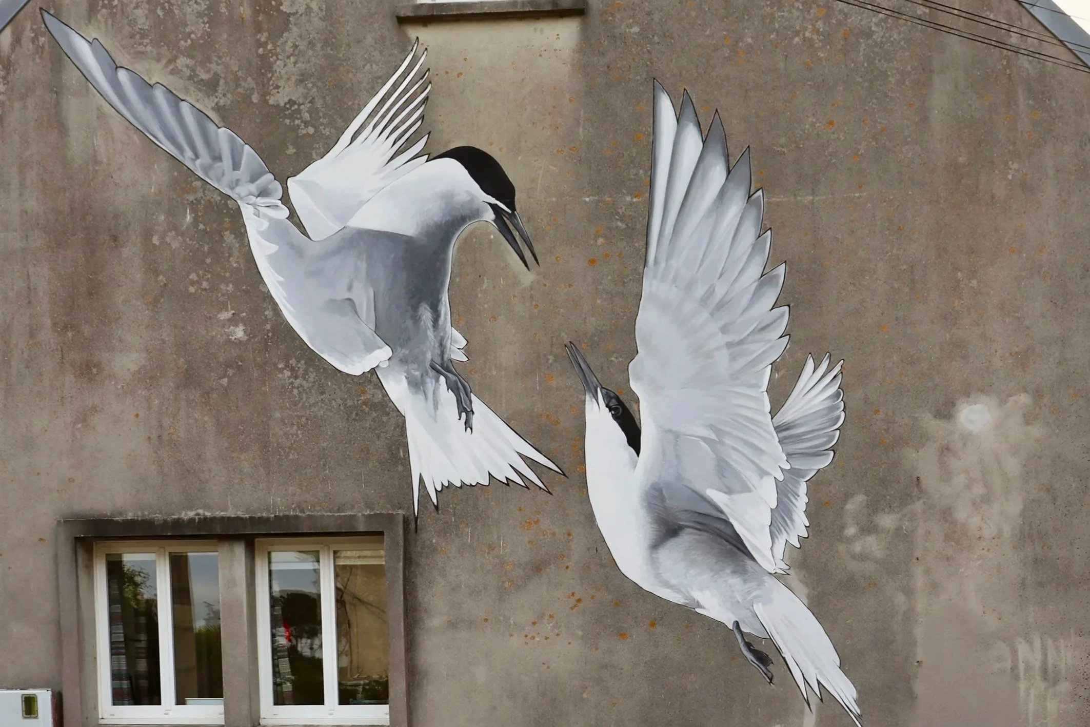 .Peinture murale représentant deux sternes arctiques en parade nuptiale sur le mur d'une maison à Lampaul-Plouarzel, dans le Finistère (29).