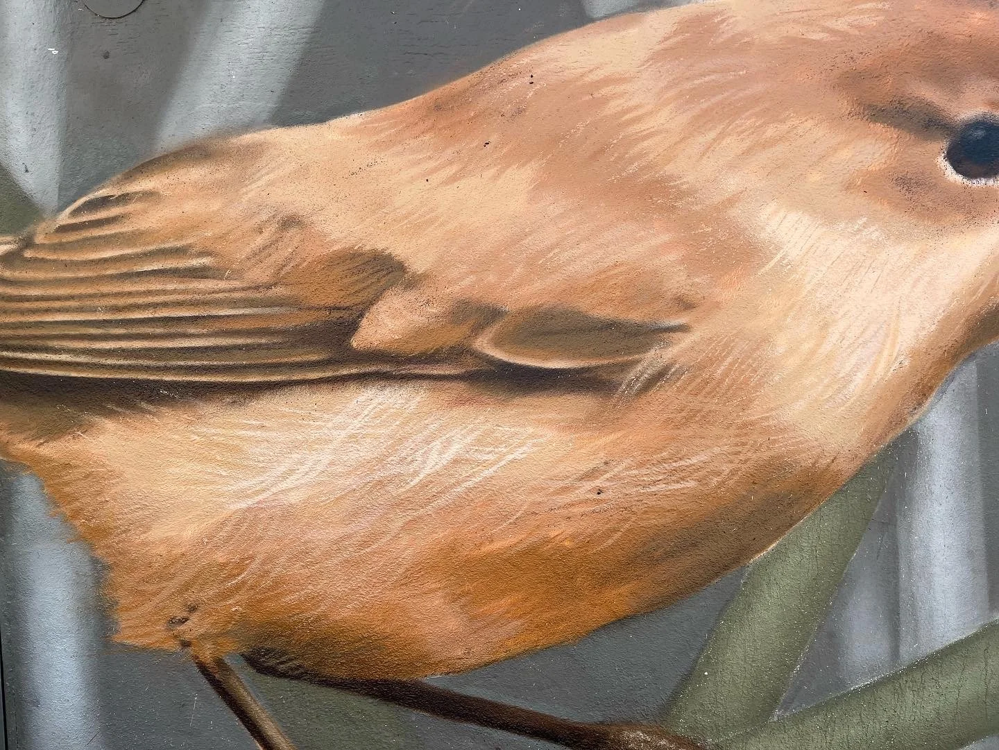 Détail du plumage et des plumes de l'aile d'une rousserolle effarvatte représentée en peinture murale réaliste.