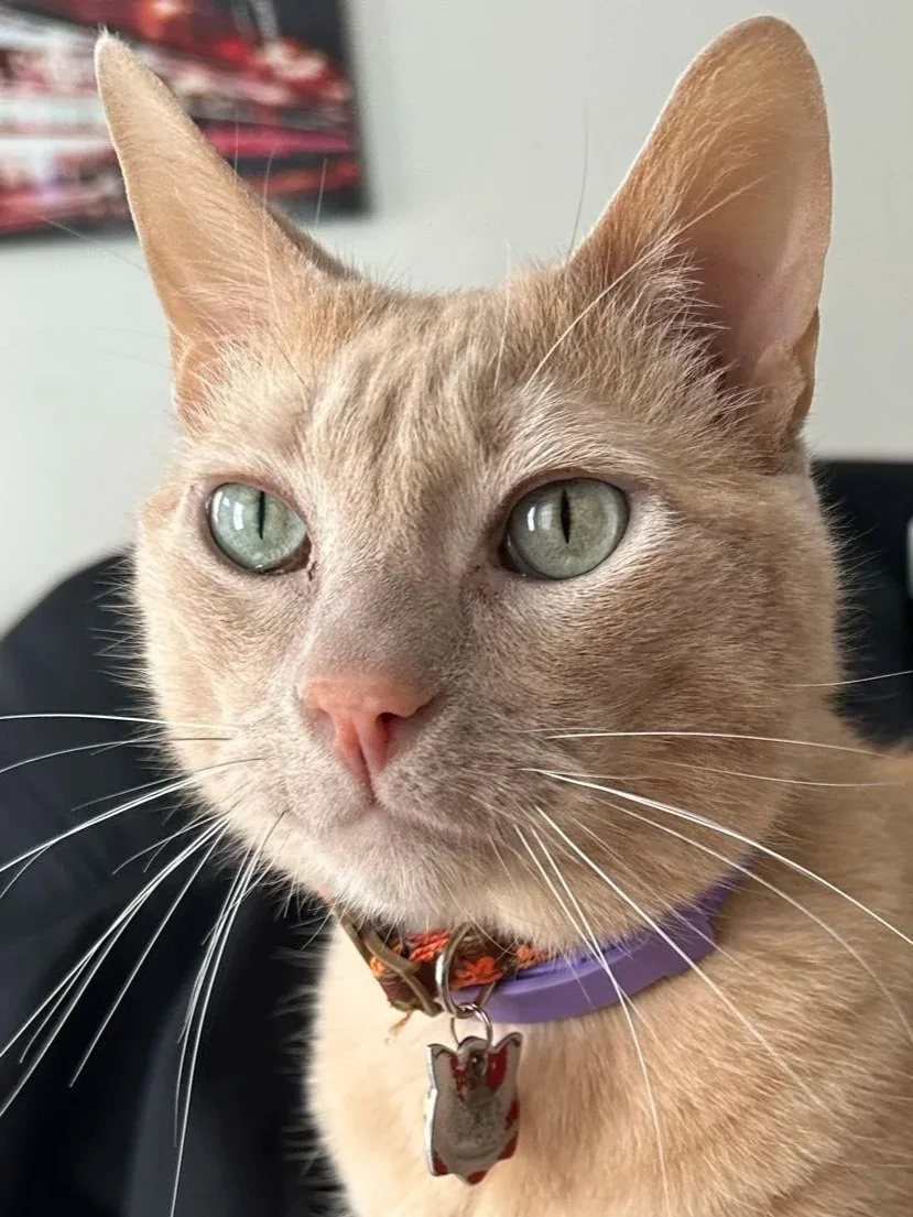 Close-up of a light orange domestic cat with green eyes, pink nose, and long white whiskers, wearing a purple collar with a metal tag, in an indoor setting.