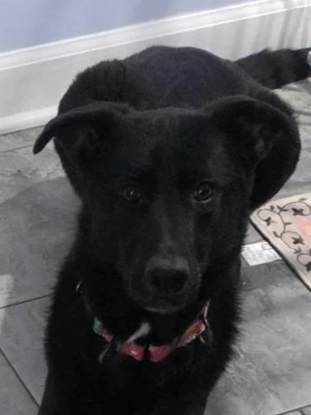 Black dog with a white patch on its chest sitting on a tiled floor indoors.