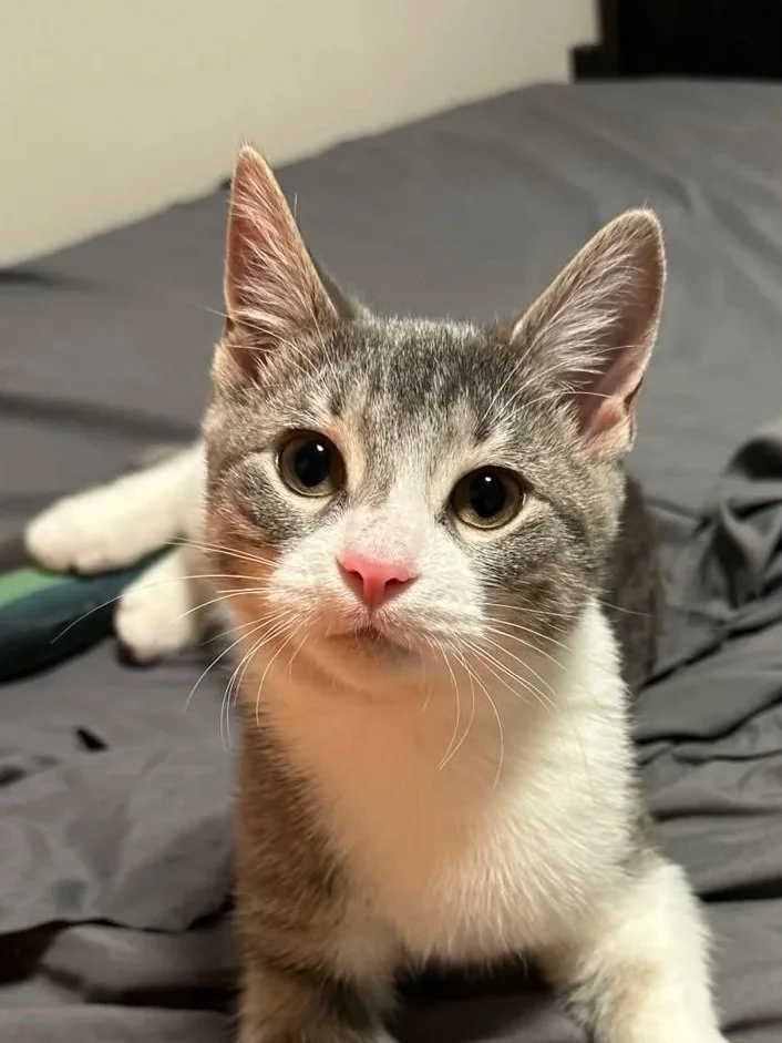 A gray and white kitten with big eyes and a pink nose, lying on a gray bed.