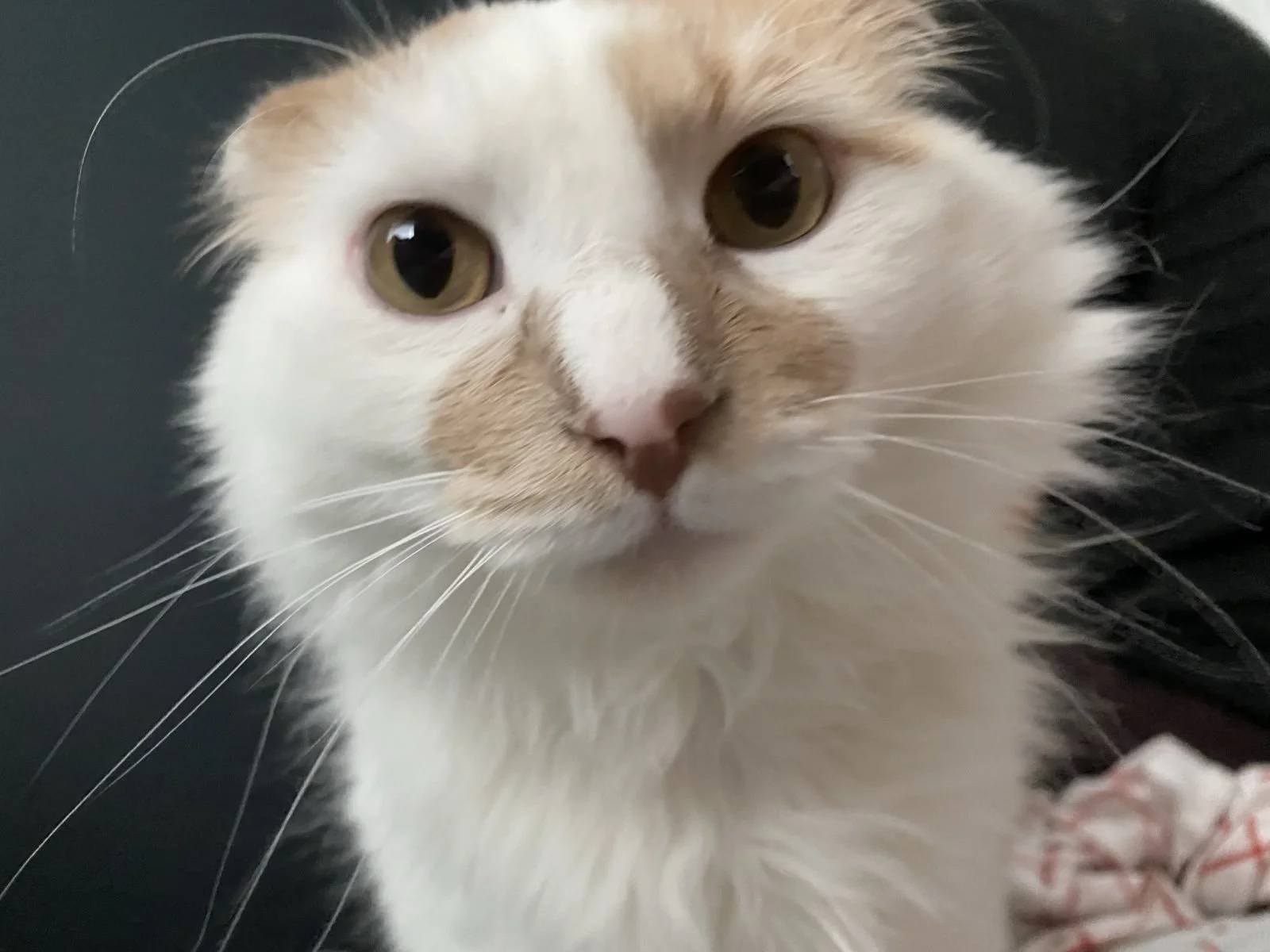 Close-up of a white and orange tabby cat with golden eyes, looking directly at the camera with a blurred background.