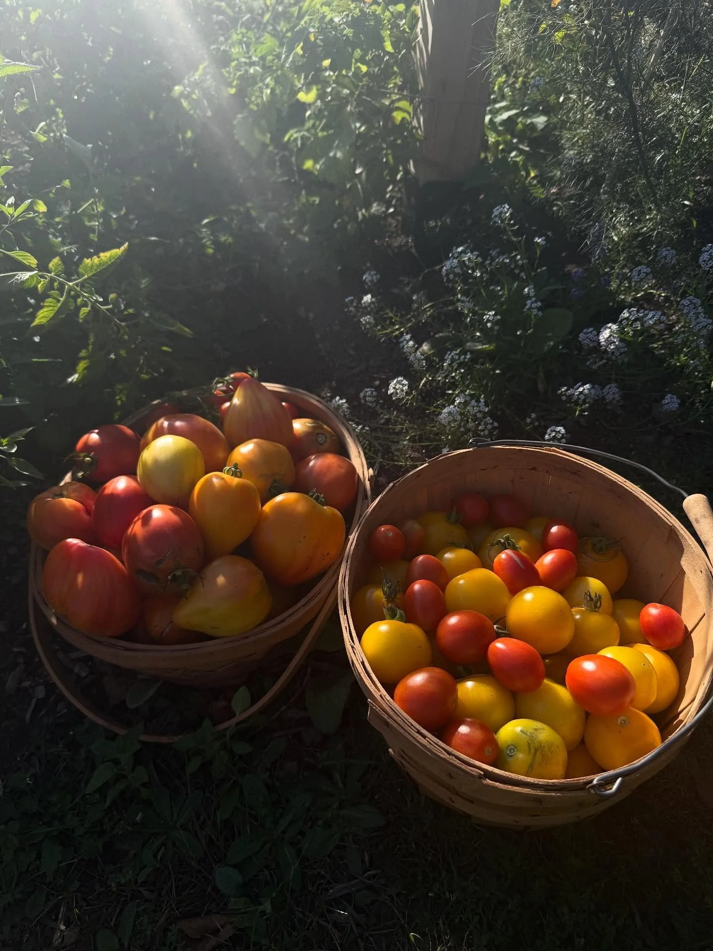 Another 32# of tomatoes and not tired of them yet 🍅