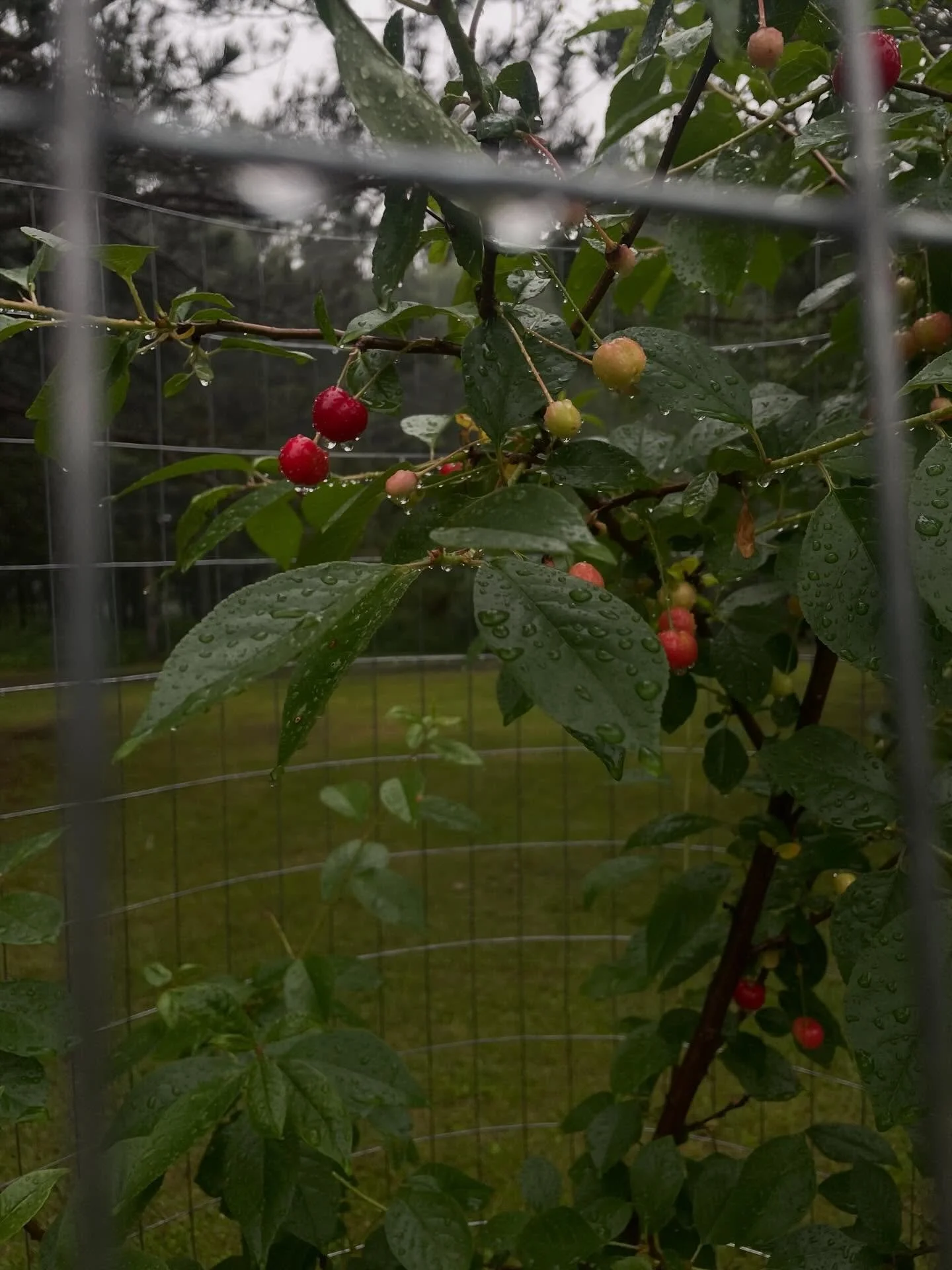 If you are looking to use your property to be more self sufficient, this is our advice on where to start:

1. Make a map of your property and compile your observations. What is your sun exposure like? Where are areas of slow drainage? Are there coole