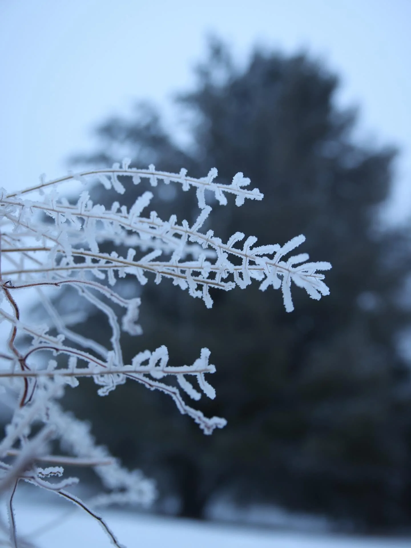 Laughing at my optimism for an early spring after having spent the morning blowing out another 12&rdquo; of snow. At least it seems like some ramp seeds we&rsquo;re experimenting with are doing something.