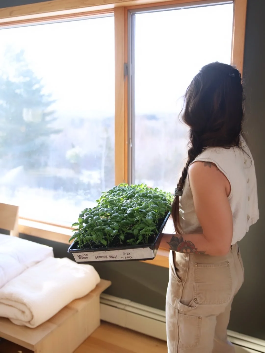 What does 300 up-potted basil plants look like? 

Genovese basil is one of the most requested herbs in gardens. But we have a confession, it&rsquo;s not our family&rsquo;s favorite variety. We really enjoy lime and lemon basils instead. Their flavor 