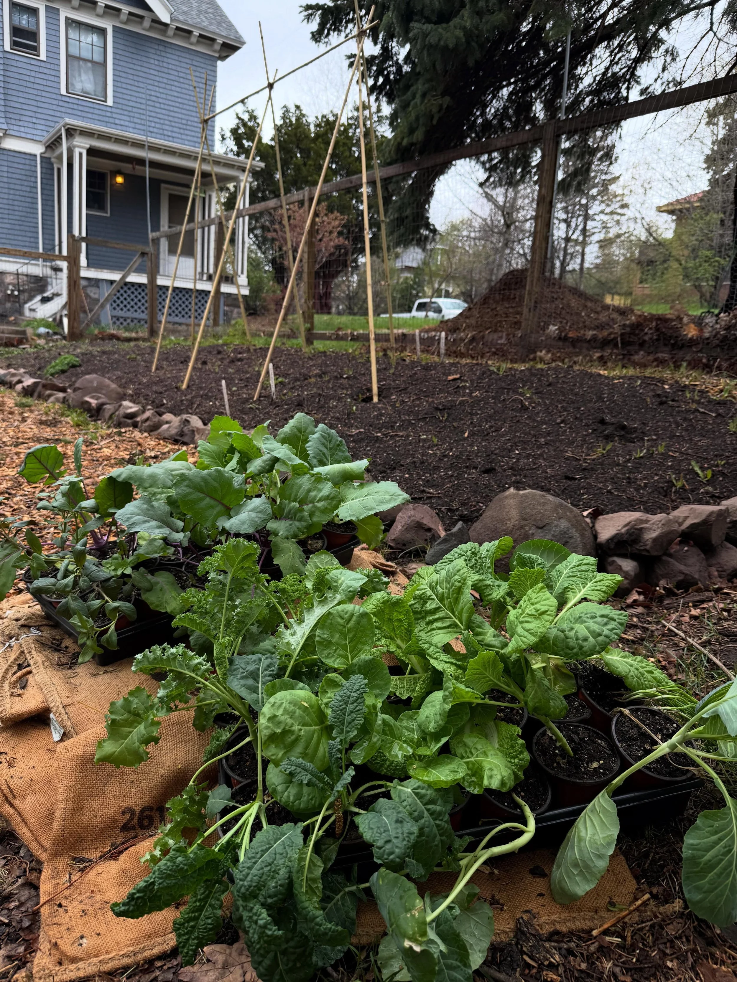 You planted a bunch of brassicas. Now how do you protect them from cabbage moths/loopers? 

My favorite organic option is planting nasturtiums as a trap crop. Instead of laying eggs on your brassicas, the cabbage moth will lay eggs on the nasturtiums