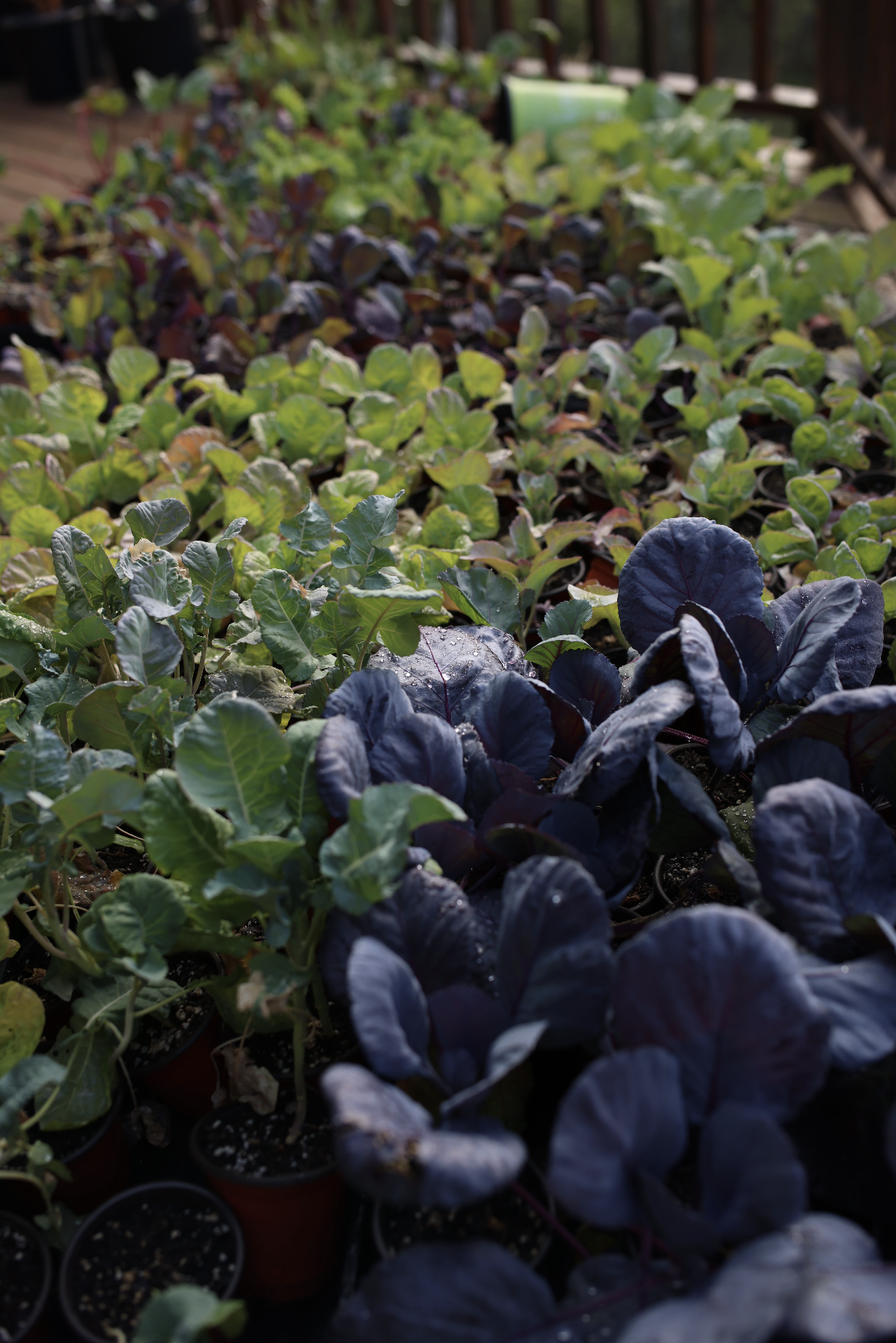 Saskat_Spring Plant Starts.png