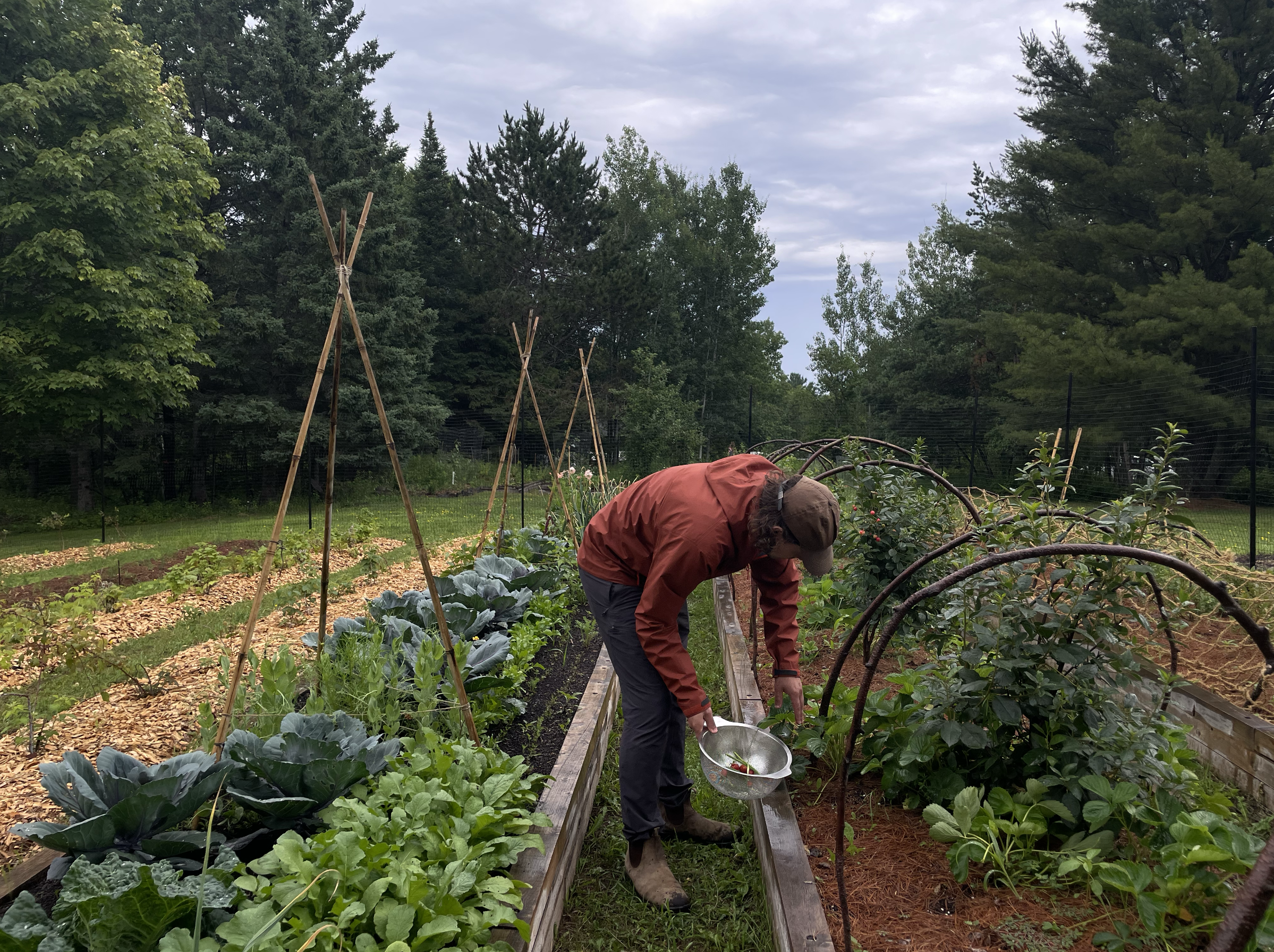 Saskat_Colton Harvesting.png