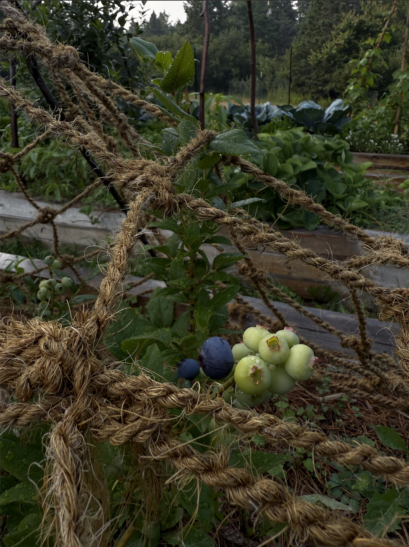 Saskat_Ripening Blueberries.png