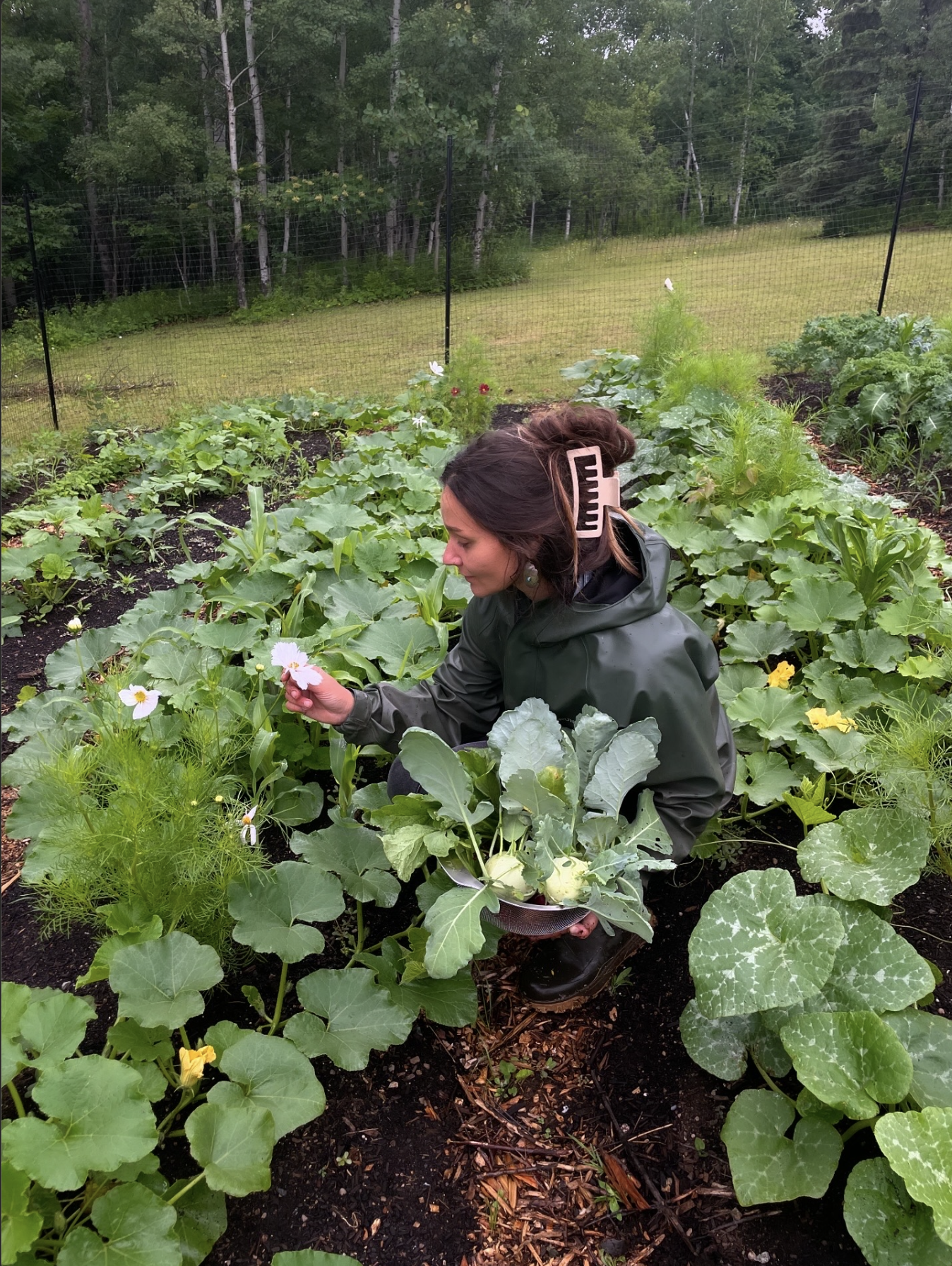 Saskat_Brandi Harvesting.png