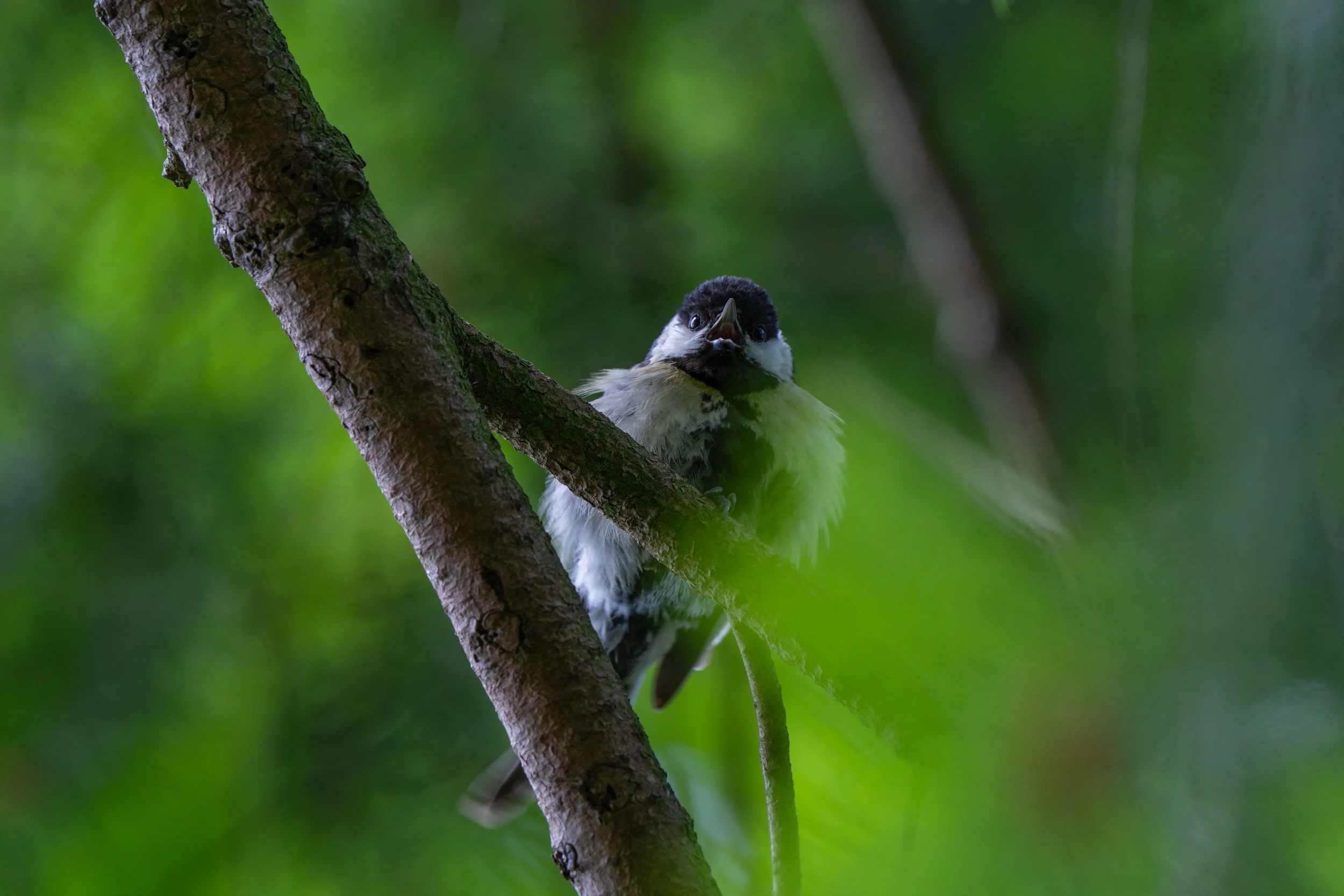 Ein Vogel sitzt auf einem Baum, umgeben von grünen Blättern, Blick direkt in die Kamera gerichtet.