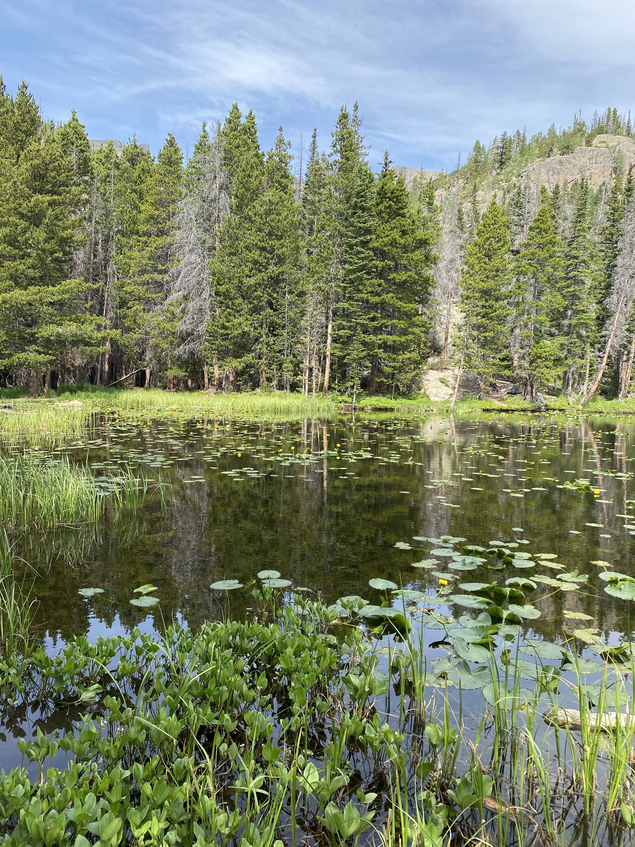 A peaceful nature scene featuring a pond surrounded by green vegetation, lily pads, and dense pine trees with mountains in the background under a blue sky.