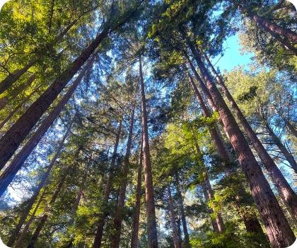 View of tall evergreen trees from below, with blue sky and sunlight shining through the leaves.