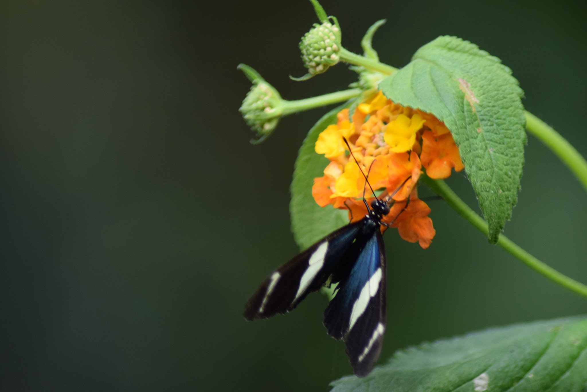 A black butterfly with white and blue markings on its wings is perched on an orange and yellow flower, surrounded by green leaves and buds.