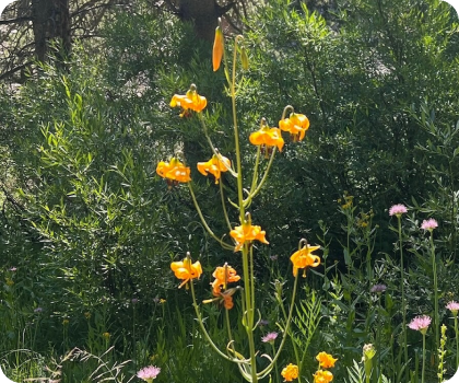Yellow flowers growing in a natural outdoors setting with green foliage and pink flowers in the background.