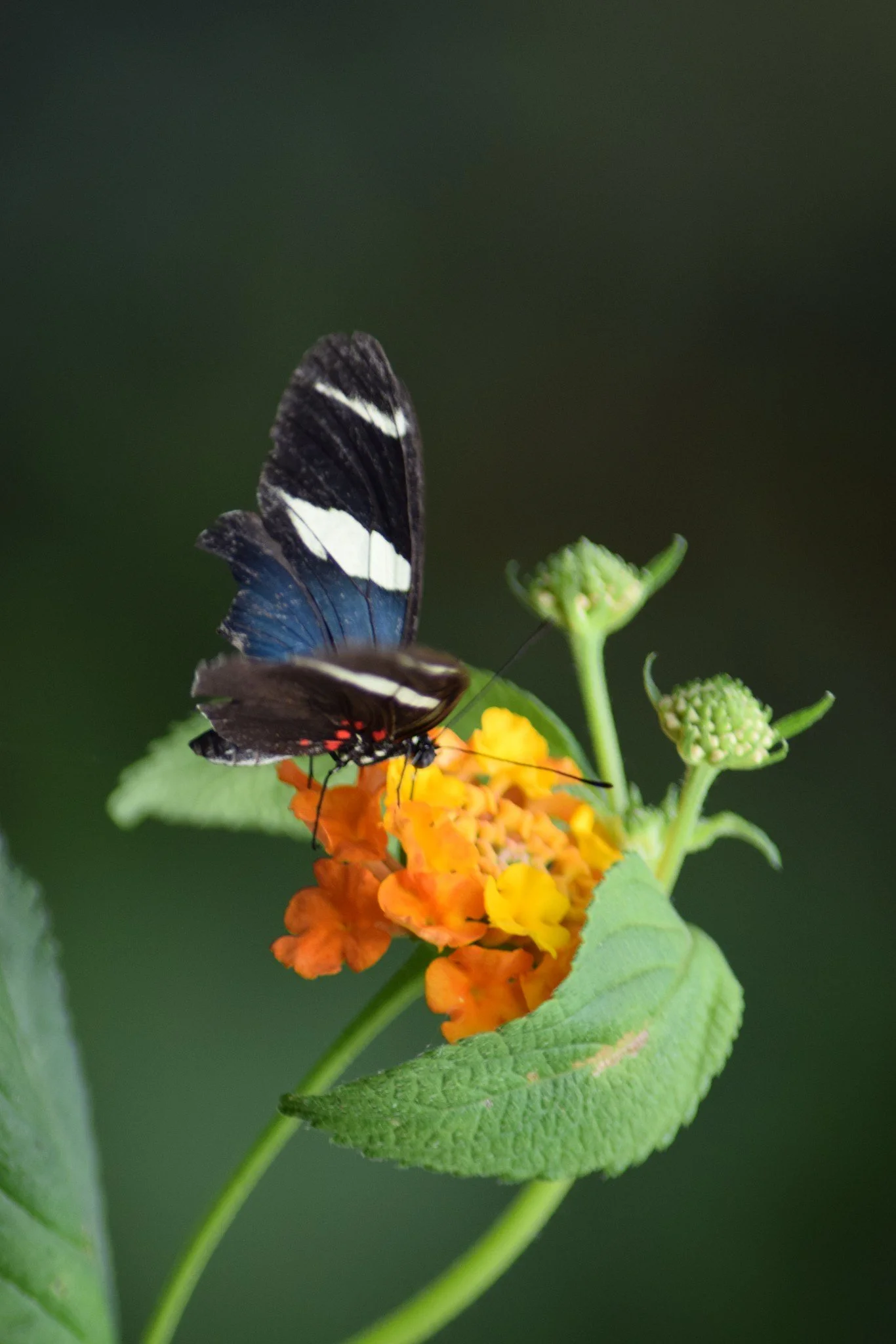 A black, white, and blue butterfly perched on orange and yellow flowers with green leaves and buds, against a blurred green background.