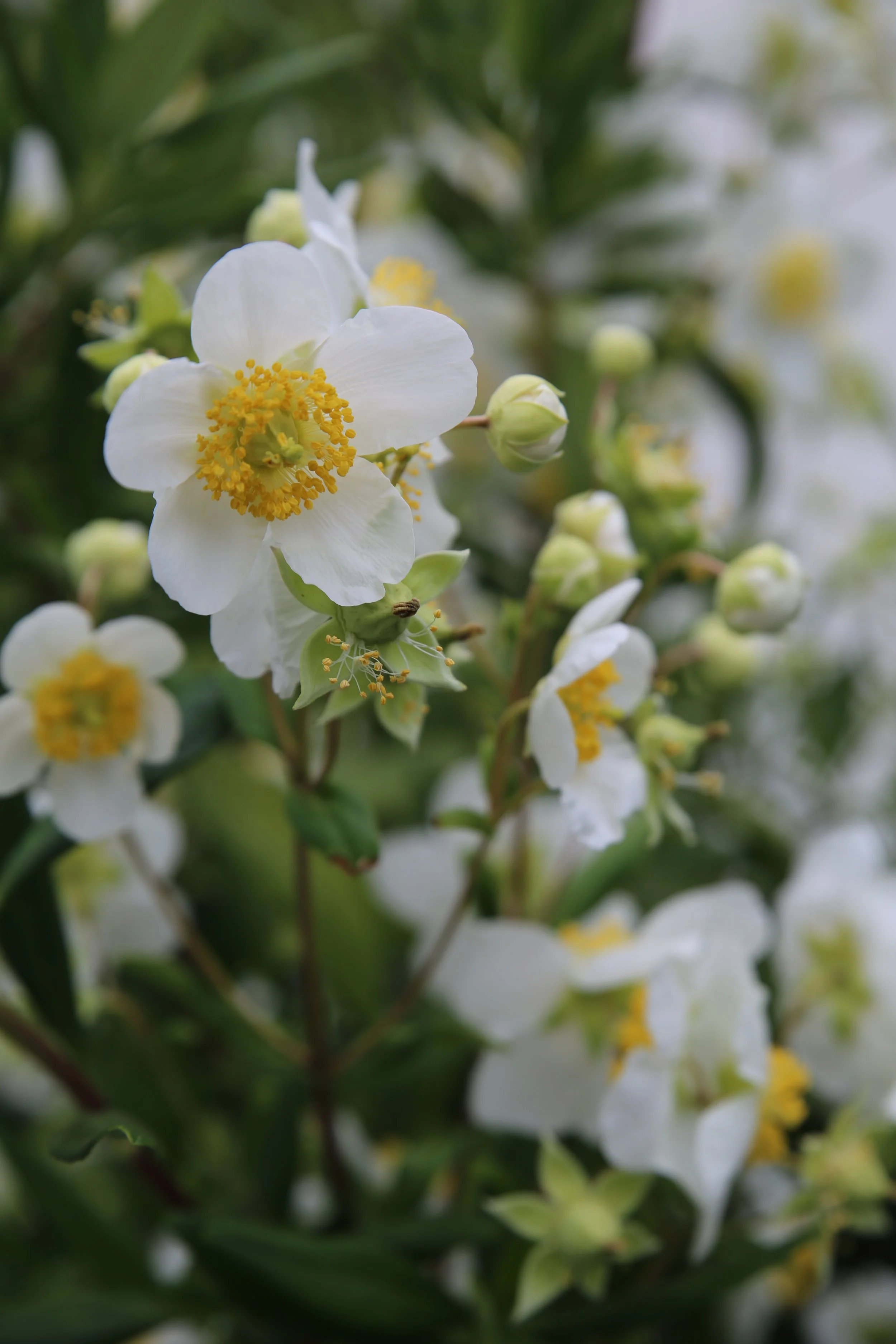Close-up of white and yellow flowers on a green shrub.
