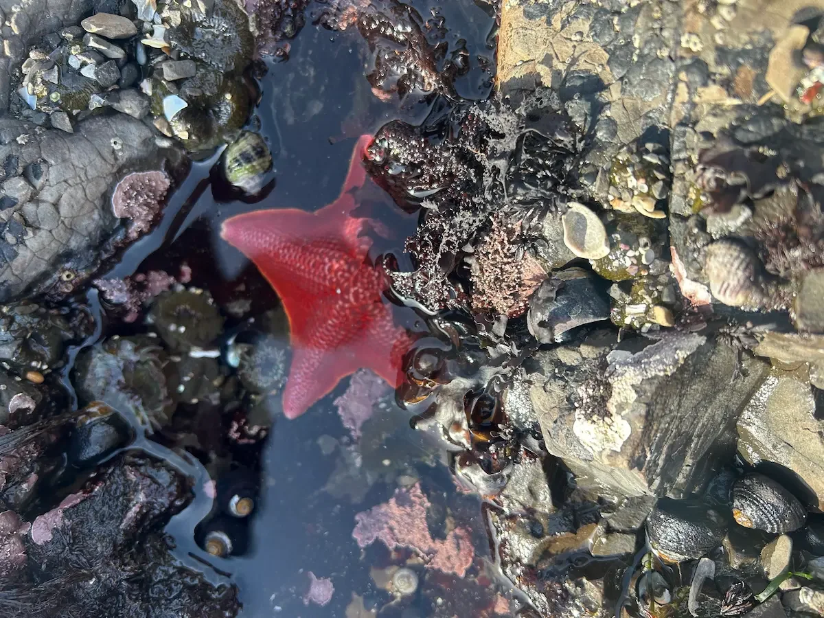 Red starfish in a tidepool representing clinical supervision and professional growth with a therapist in NYC
