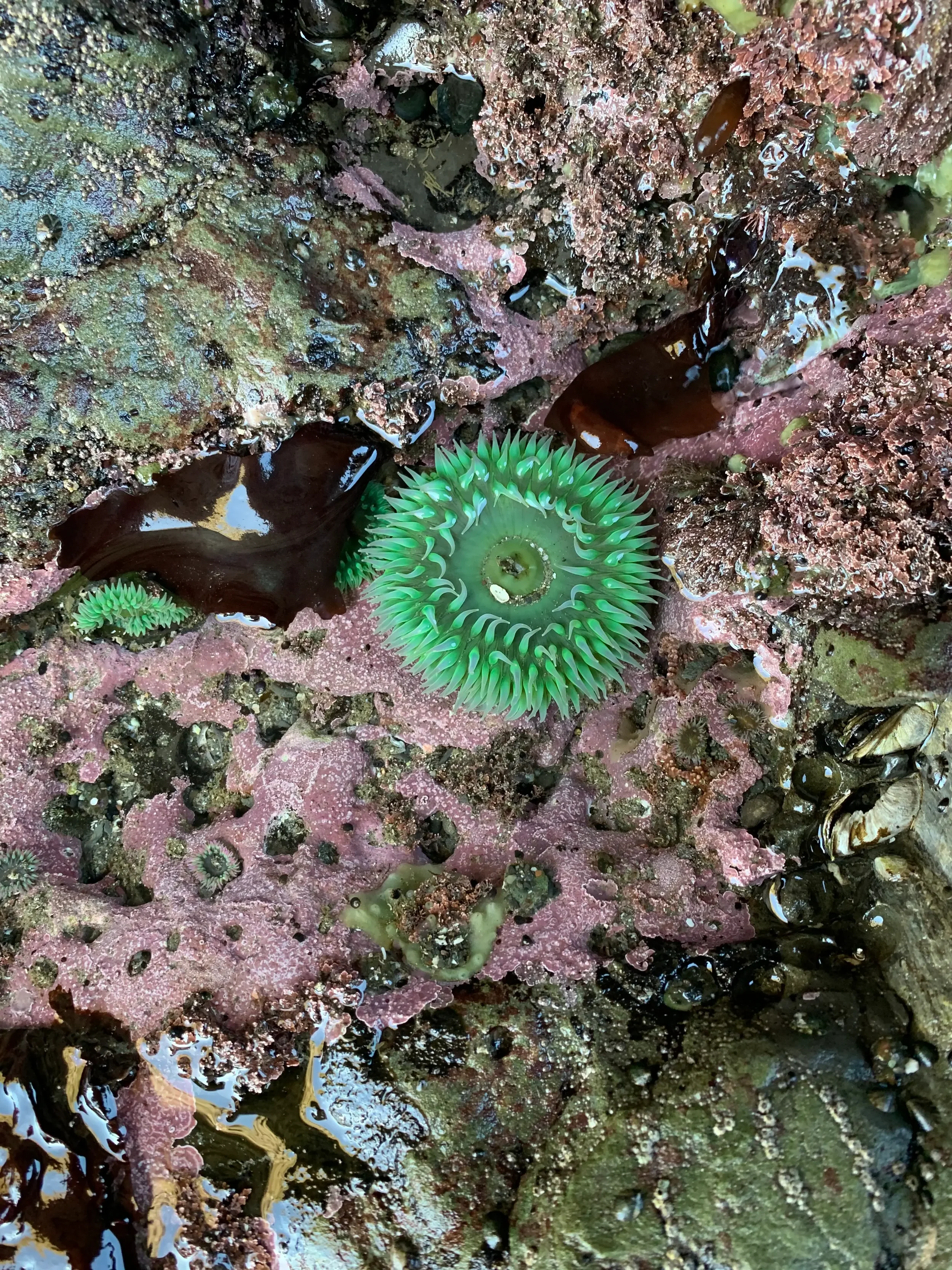 Sea anemone in a tidepool representing individual therapy and self-exploration with a therapist in NYC