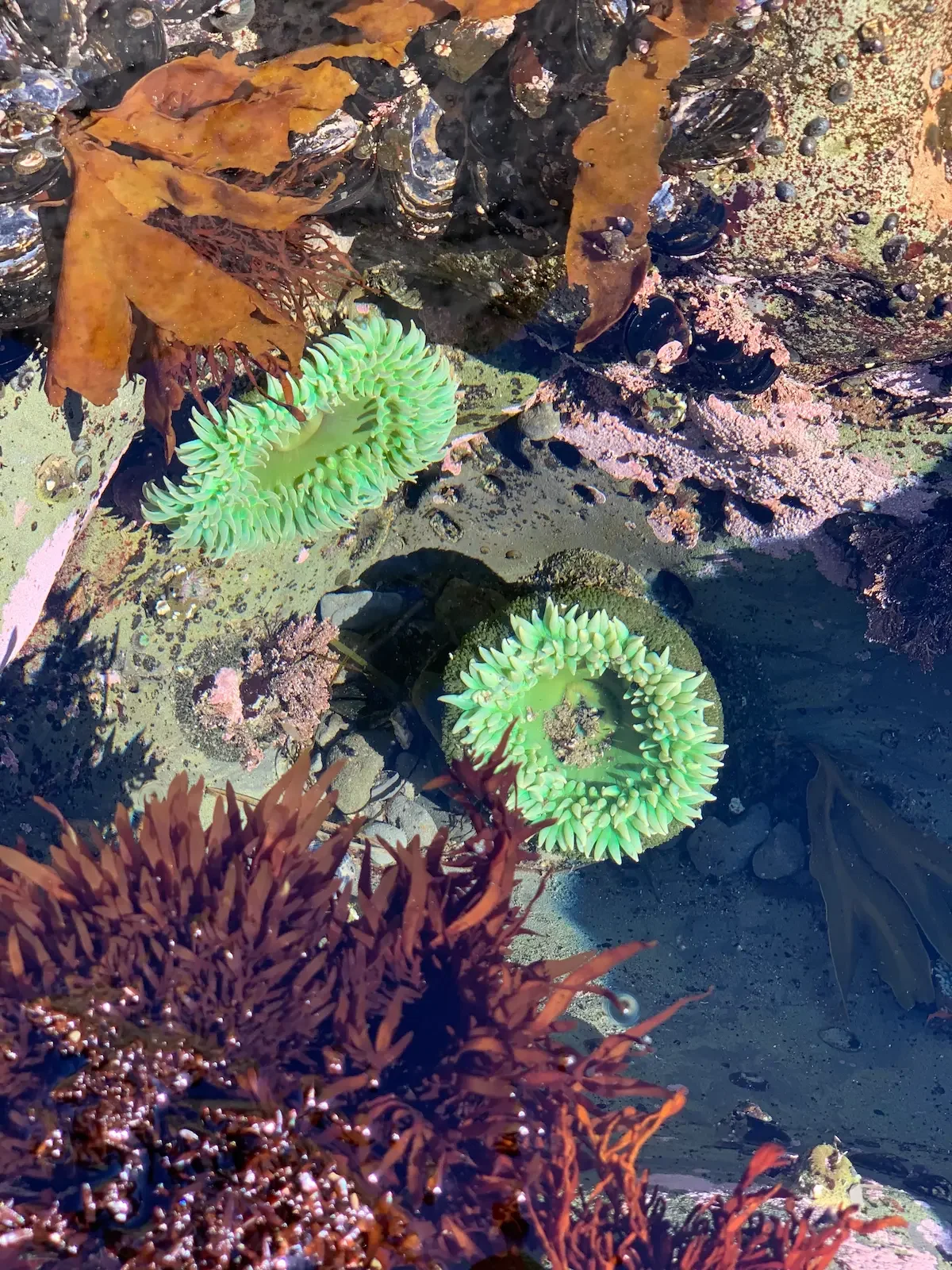 Two sea anemones in a tidepool representing couples therapy and relational work with a therapist in NYC