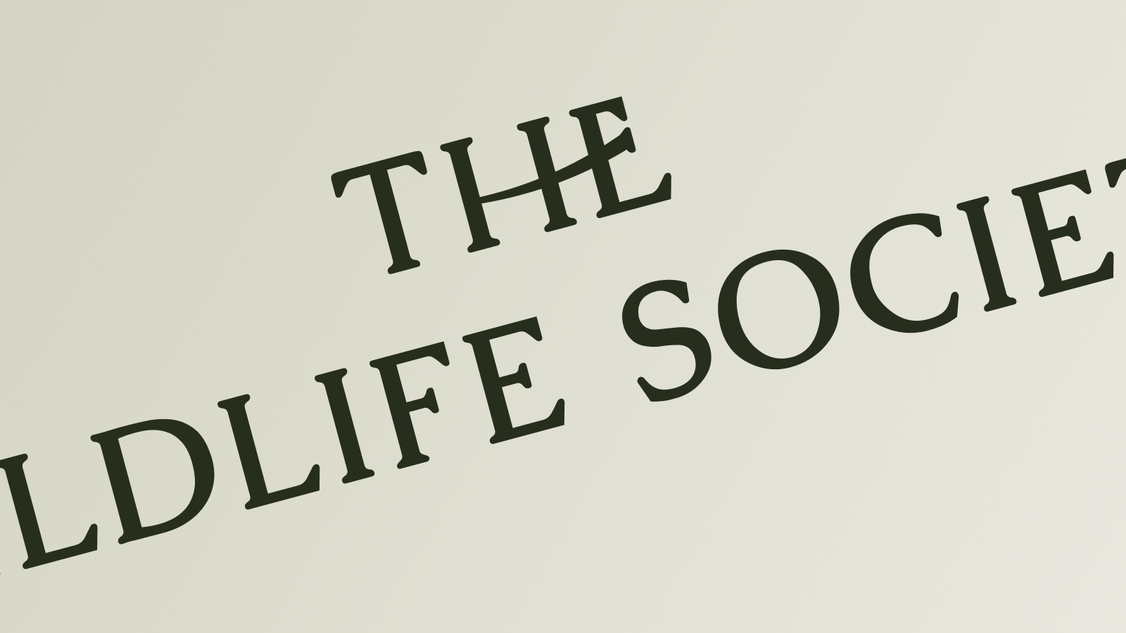 zoomed-in view of The Wildlife Society new wordmark